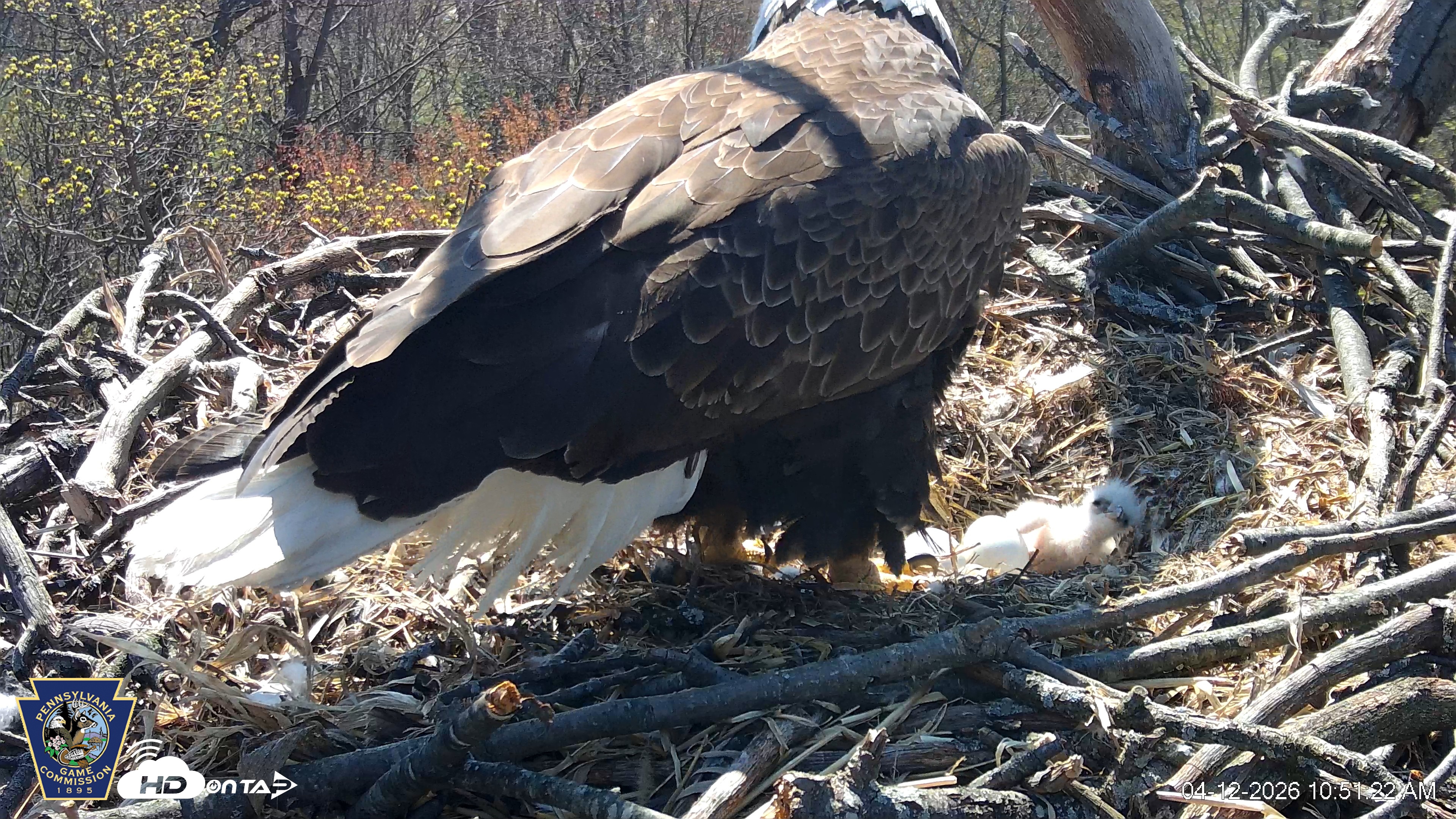 Snapshot of Hanover Eagles Live Cam taken Apr 12, 2026, 10:51am EDT