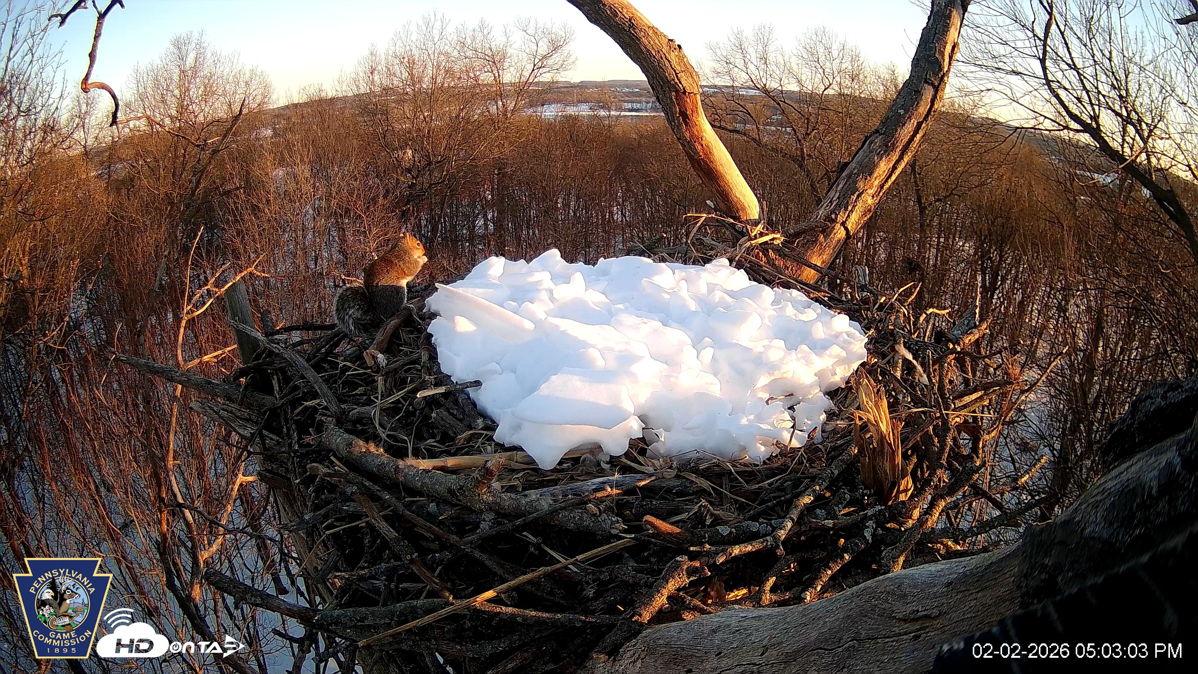 Snapshot of Hanover Eagles Live Cam taken Feb 2, 2026, 5:04pm EST