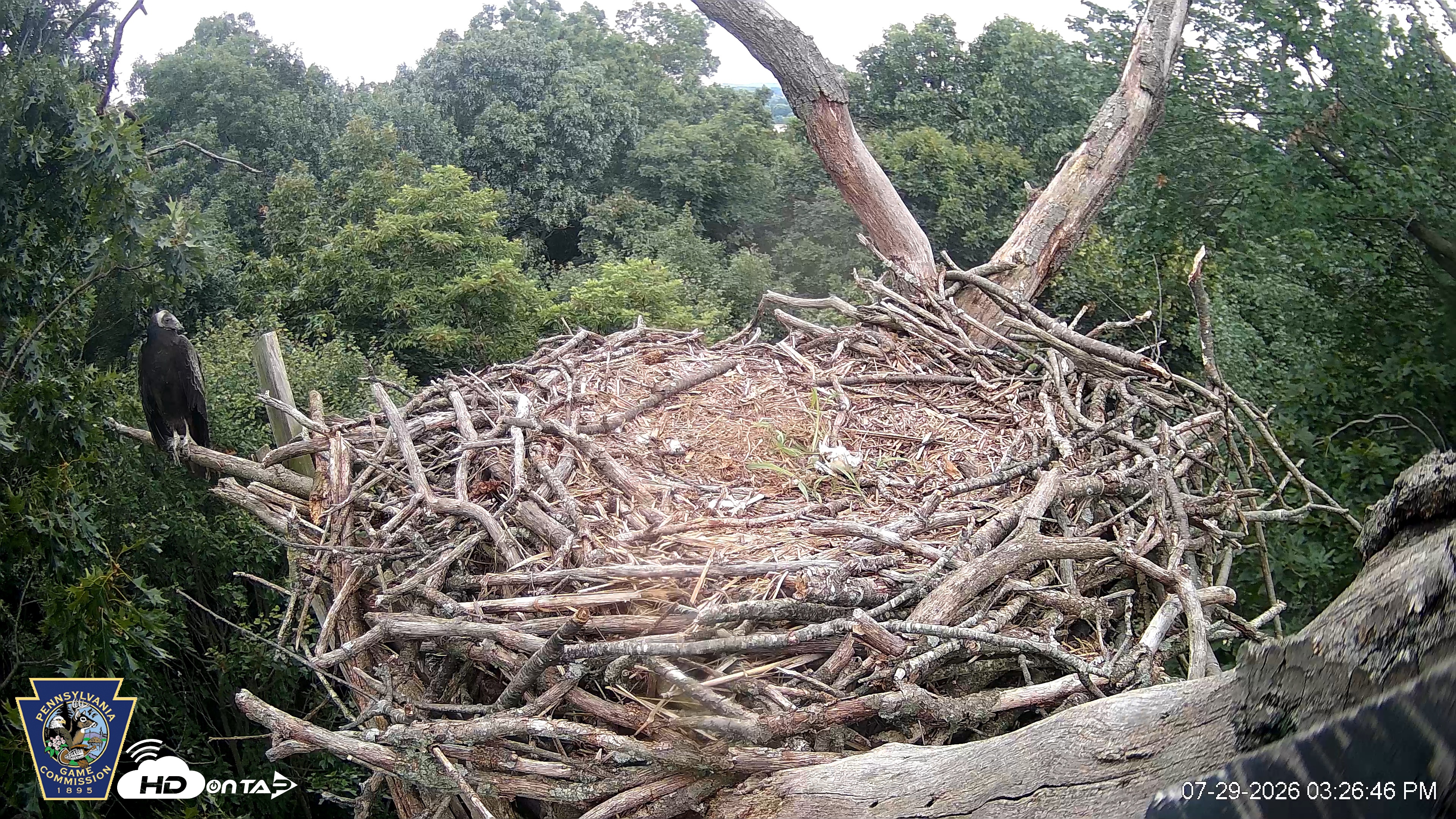 Snapshot of Hanover Eagles Live Cam taken Jul 29, 2026, 3:27pm EDT
