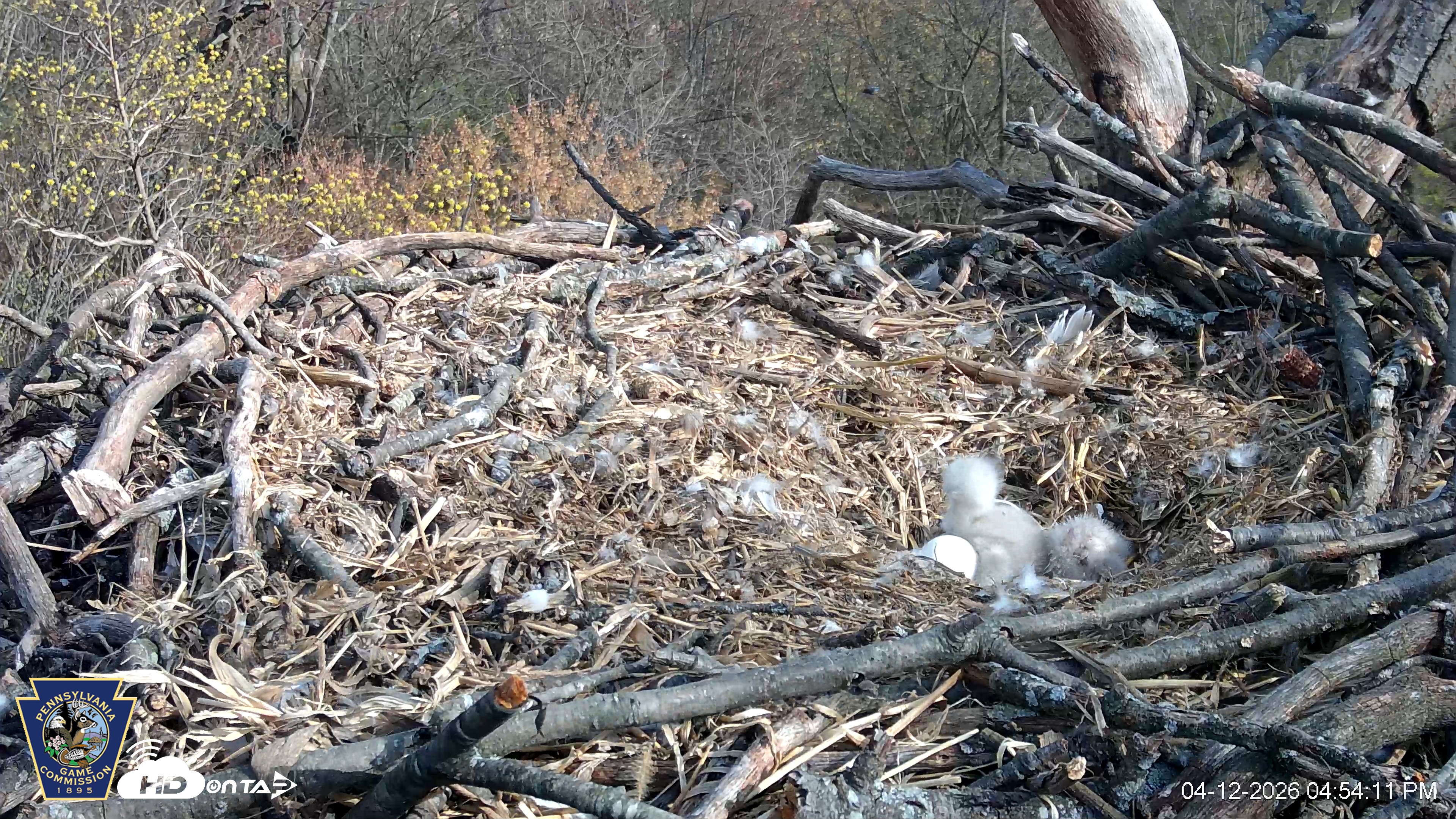 Snapshot of Hanover Eagles Live Cam taken Apr 12, 2026, 4:54pm EDT
