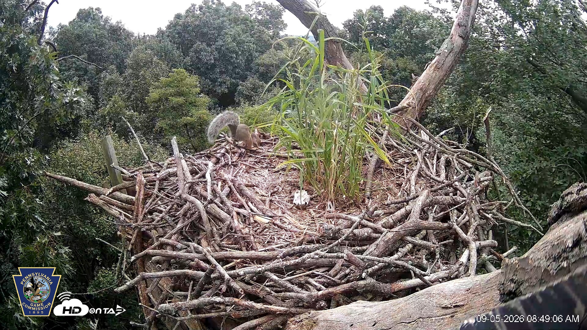 Snapshot of Hanover Eagles Live Cam taken Sep 5, 2026, 8:49am EDT