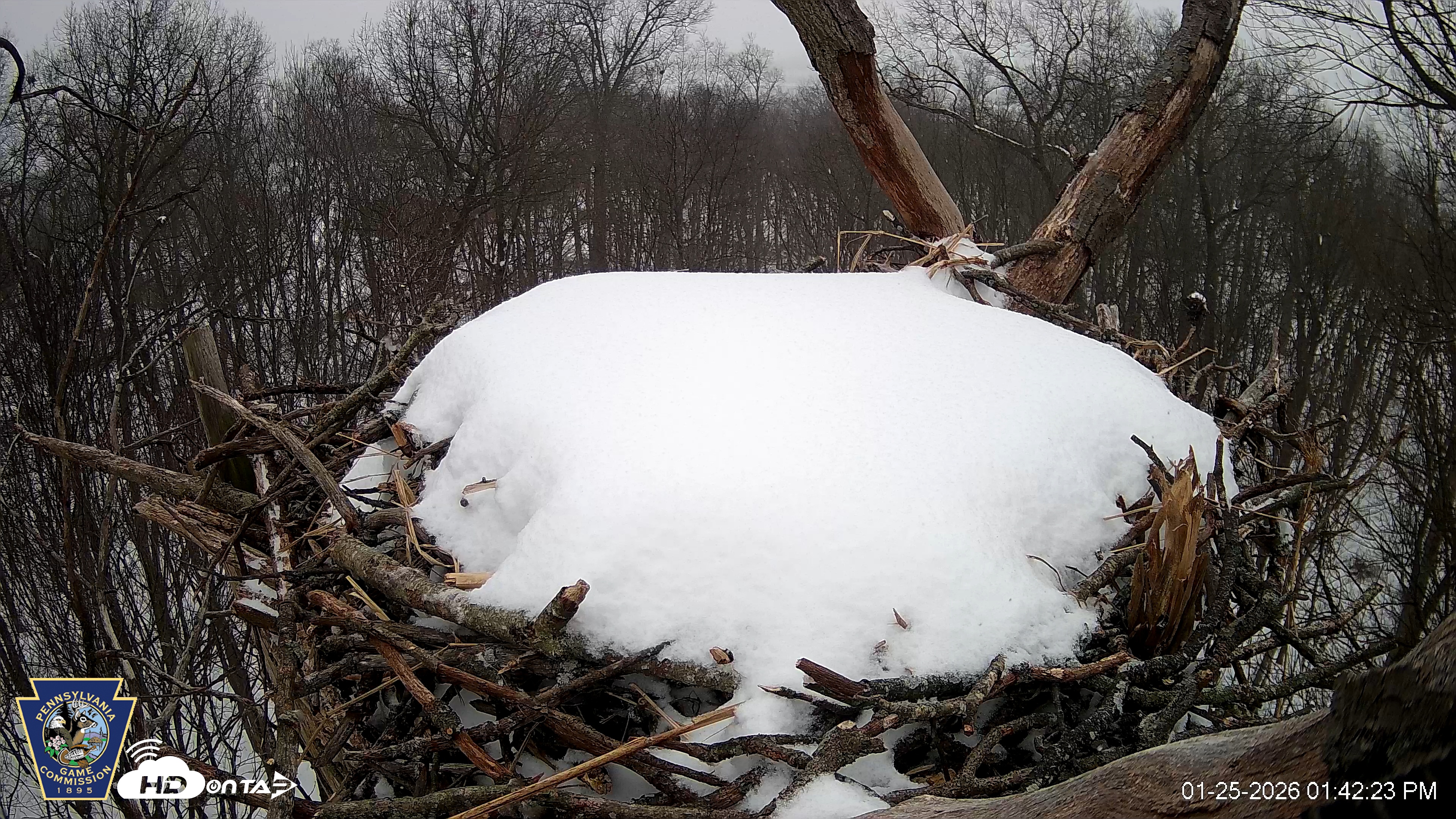 Snapshot of Hanover Eagles Live Cam taken Jan 25, 2026, 1:43pm EST