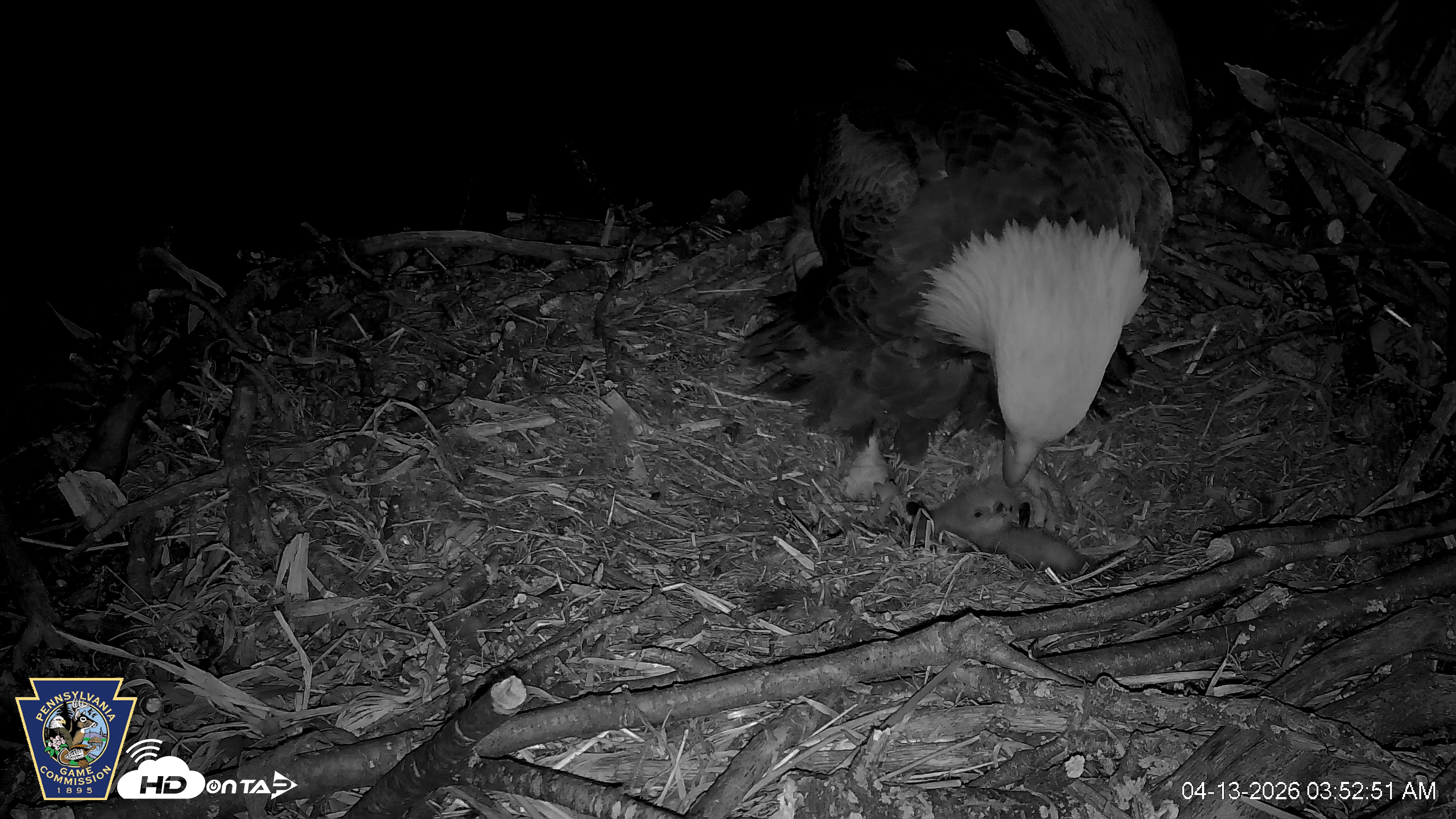 Snapshot of Hanover Eagles Live Cam taken Apr 13, 2026, 3:53am EDT