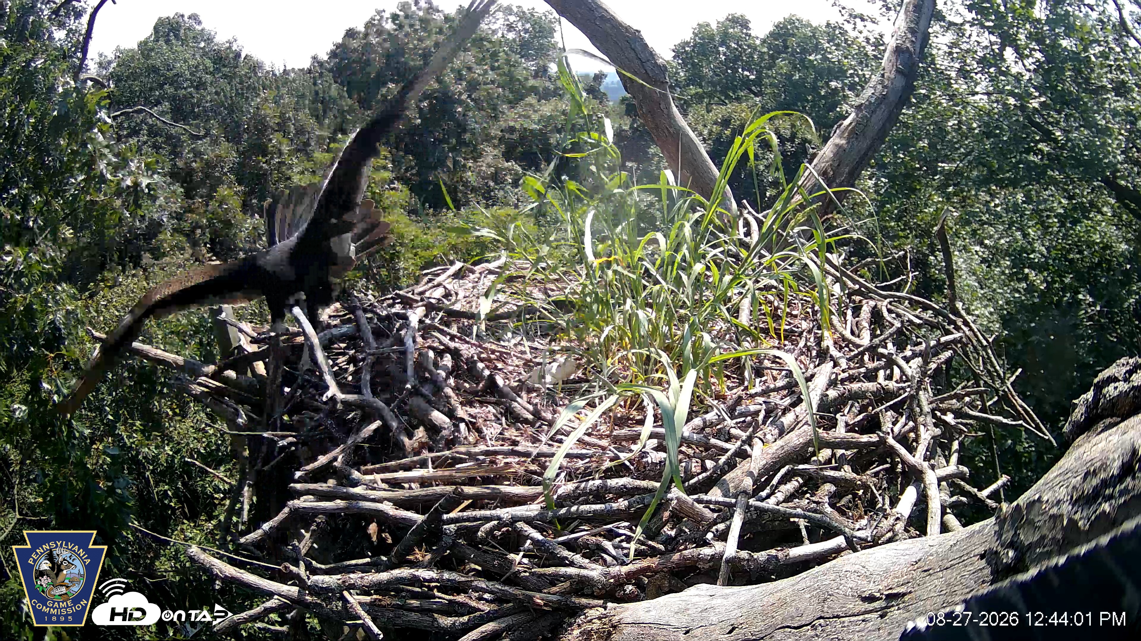 Snapshot of Hanover Eagles Live Cam taken Aug 27, 2026, 12:44pm EDT