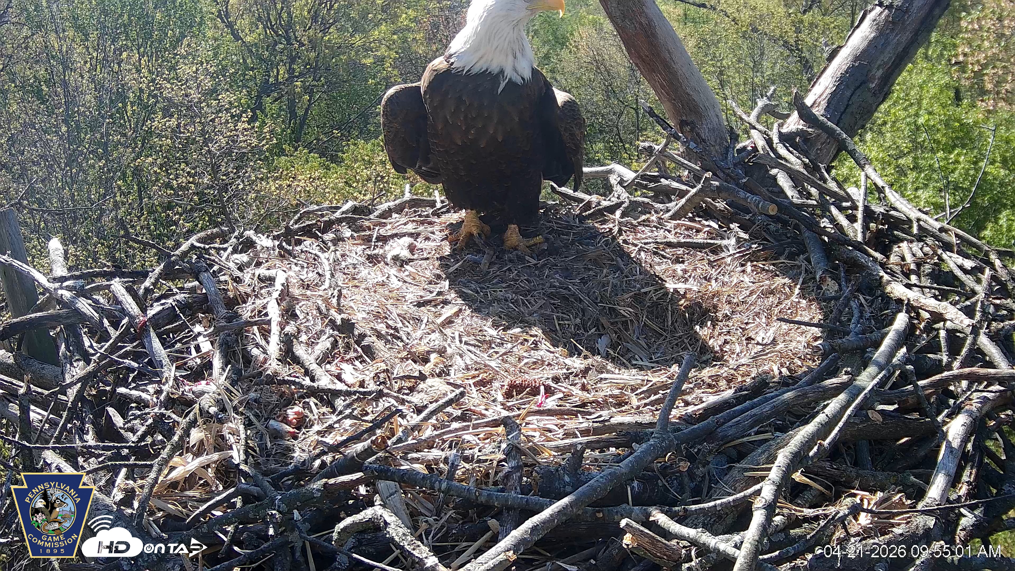 Snapshot of Hanover Eagles Live Cam taken Apr 21, 2026, 9:55am EDT