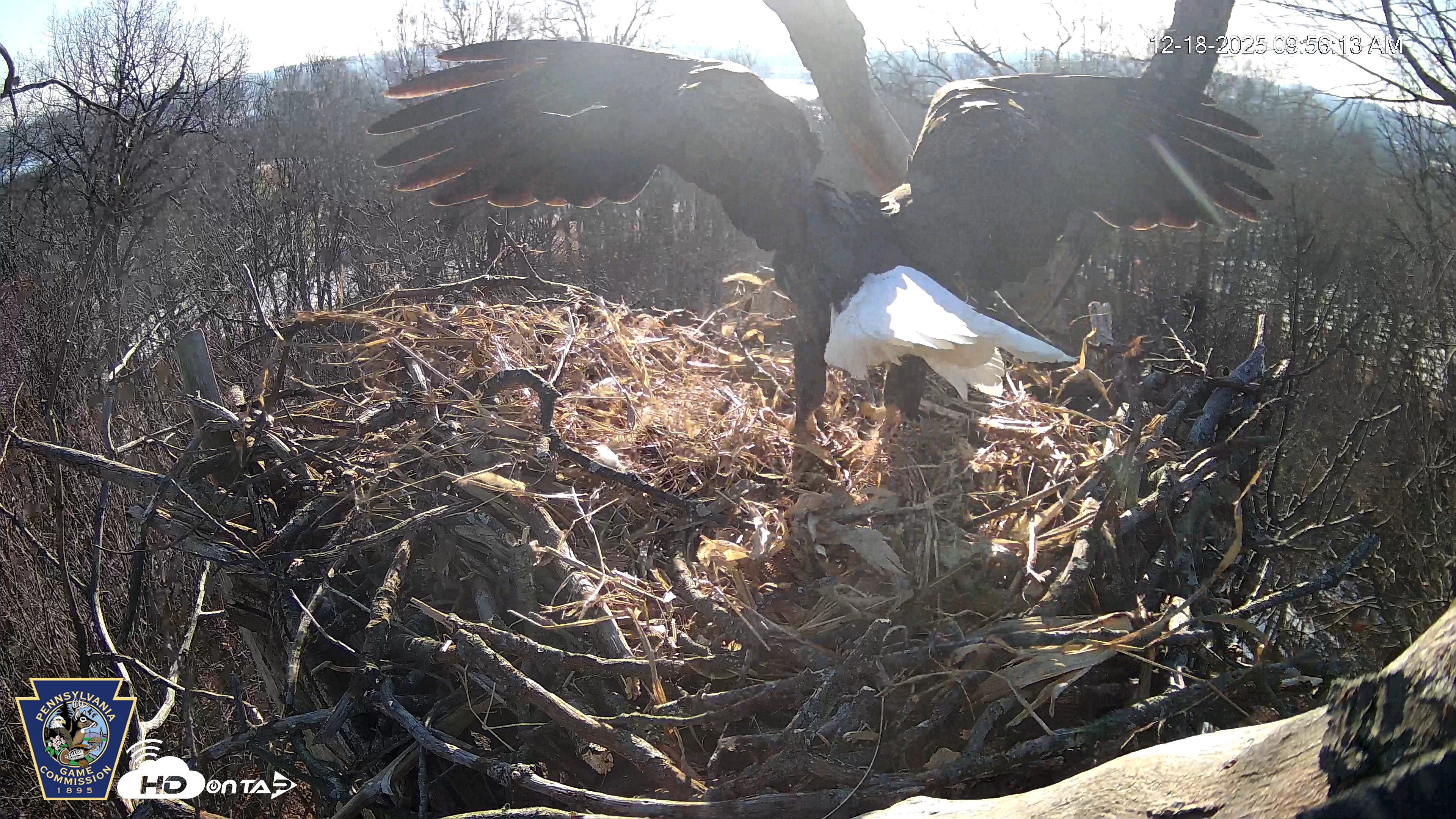 Snapshot of Hanover Eagles Live Cam taken Dec 18, 2025, 9:56am EST