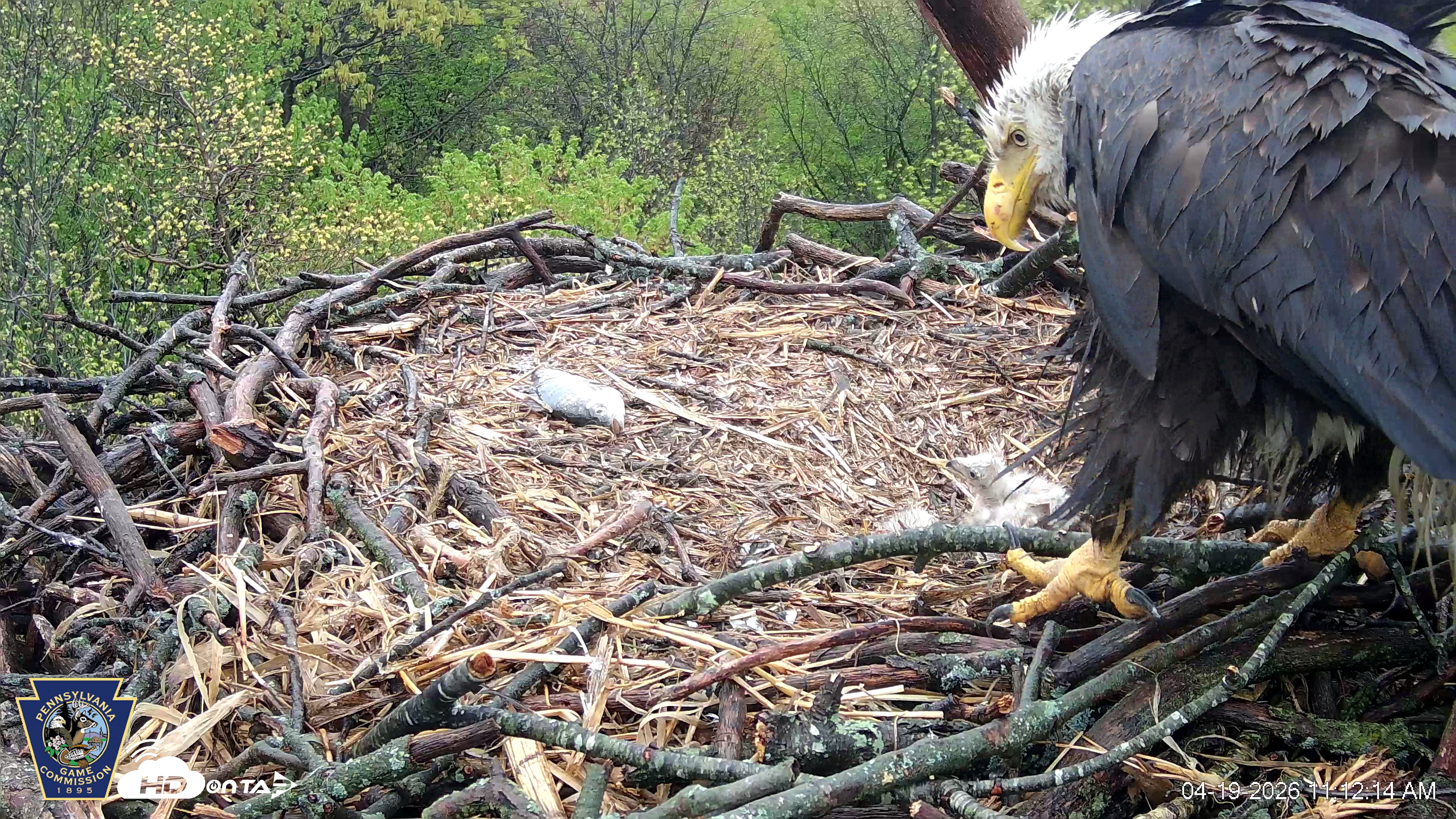 Snapshot of Hanover Eagles Live Cam taken Apr 19, 2026, 11:12am EDT