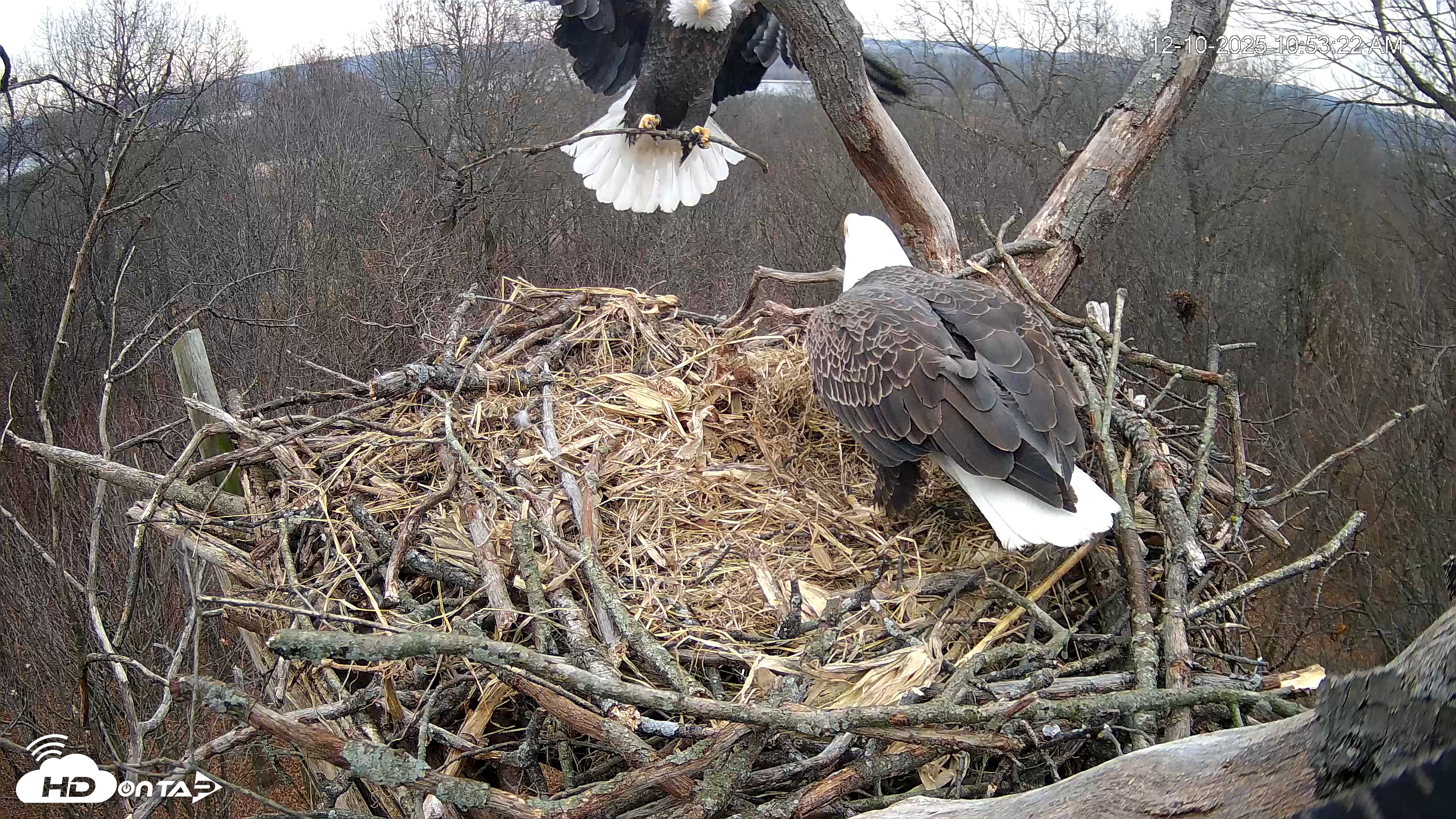 Snapshot of Hanover Eagles Live Cam taken Dec 10, 2025, 10:54am EST