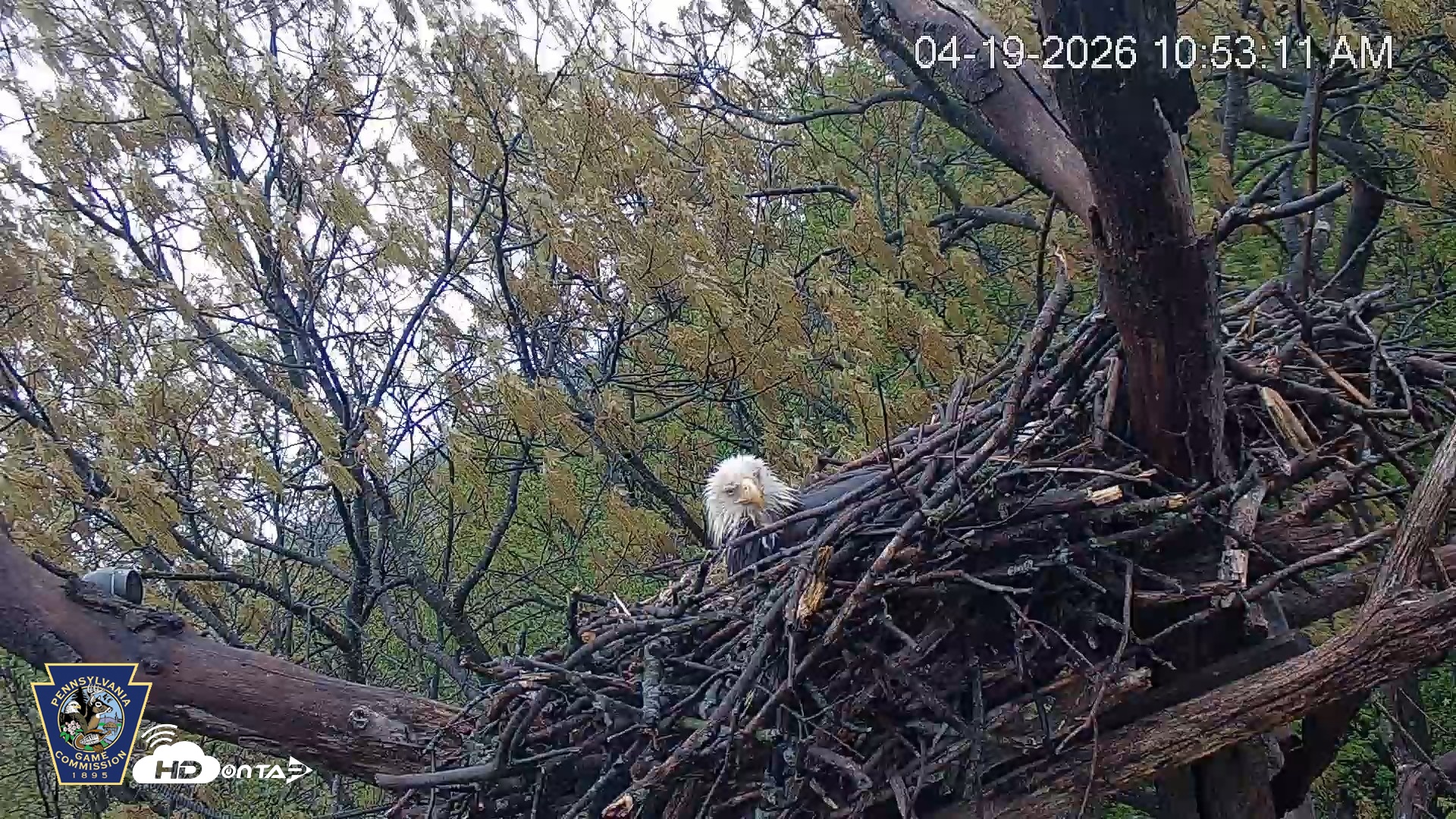 Snapshot of Hanover Eagles Live Cam taken Apr 19, 2026, 10:54am EDT