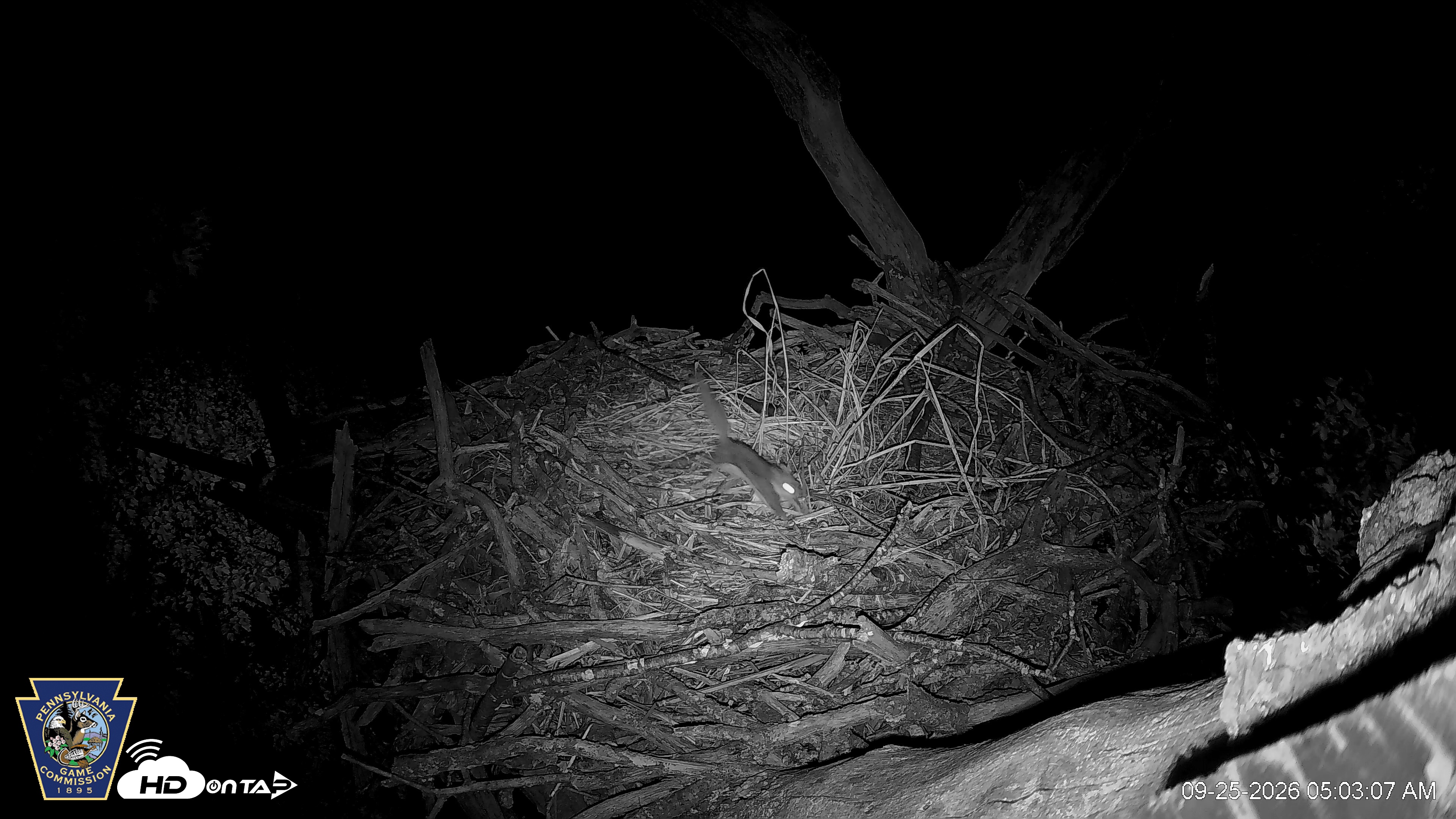 Snapshot of Hanover Eagles Live Cam taken Sep 25, 2026, 5:03am EDT
