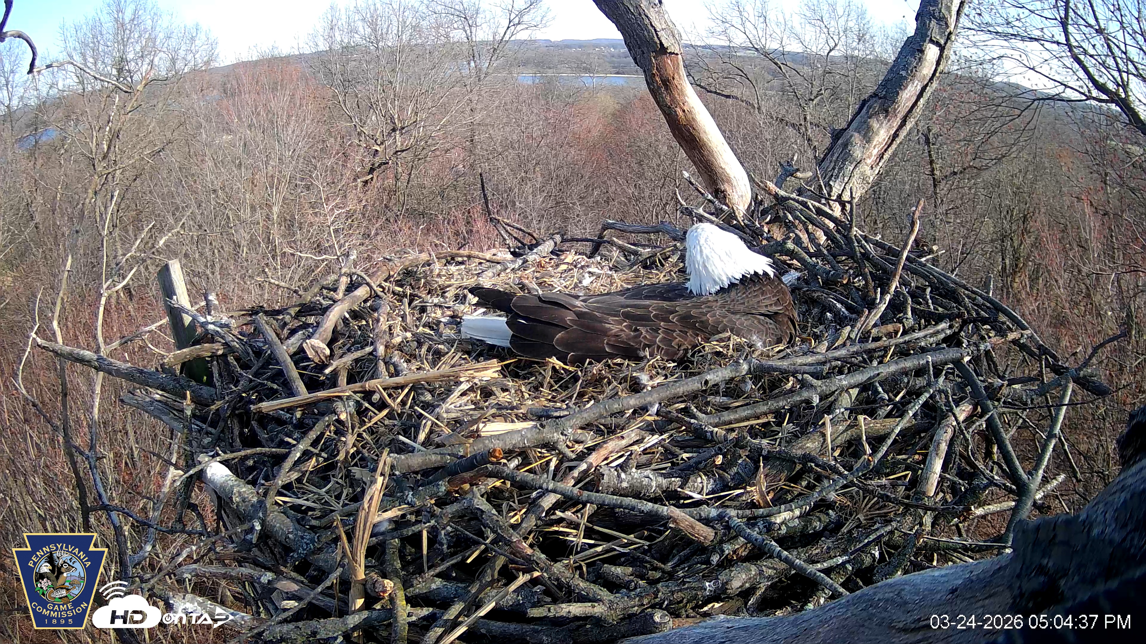 Snapshot of Hanover Eagles Live Cam taken Mar 24, 2026, 5:04pm EDT