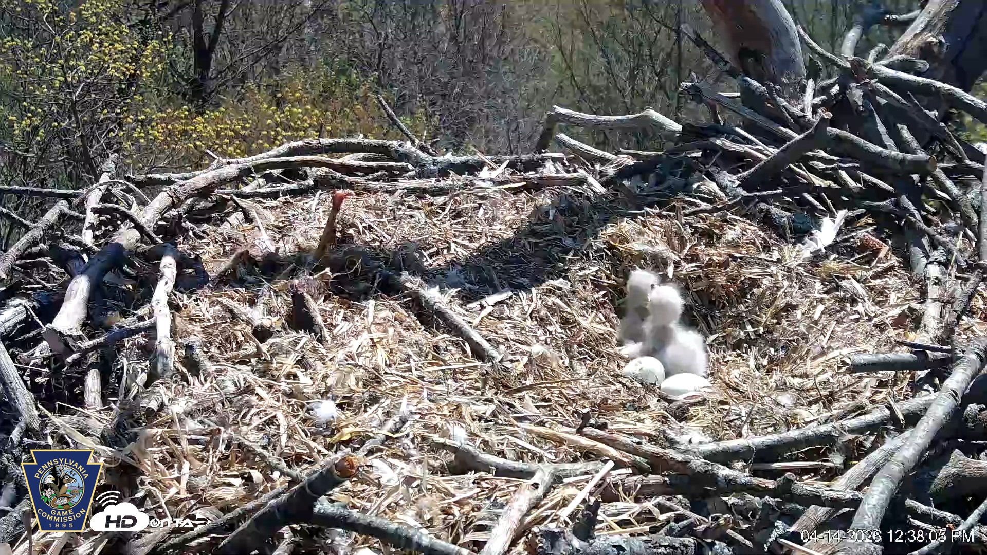 Snapshot of Hanover Eagles Live Cam taken Apr 14, 2026, 12:38pm EDT
