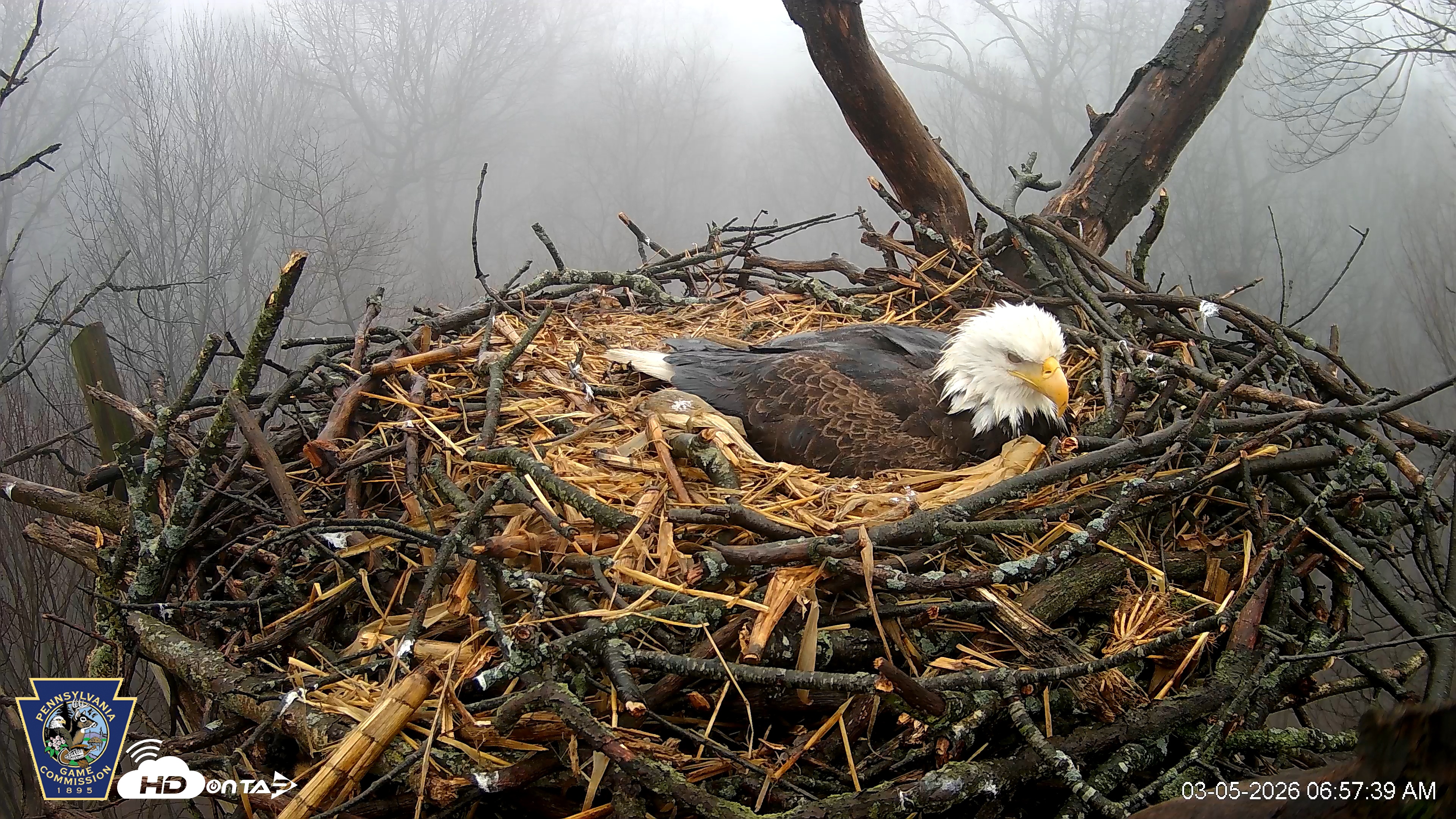 Snapshot of Hanover Eagles Live Cam taken Mar 5, 2026, 6:58am EST