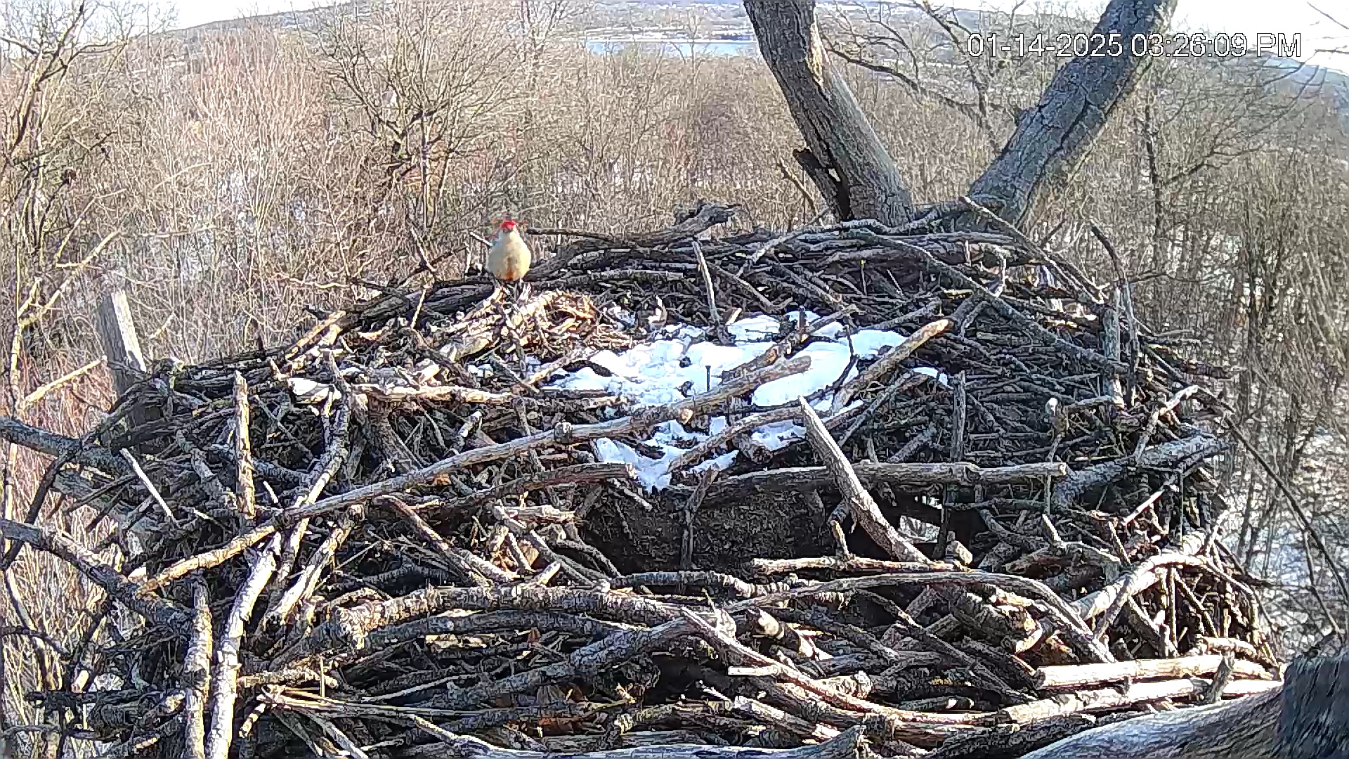 Snapshot of Hanover Eagles Live Cam taken Jan 14, 2025, 3:26pm EST