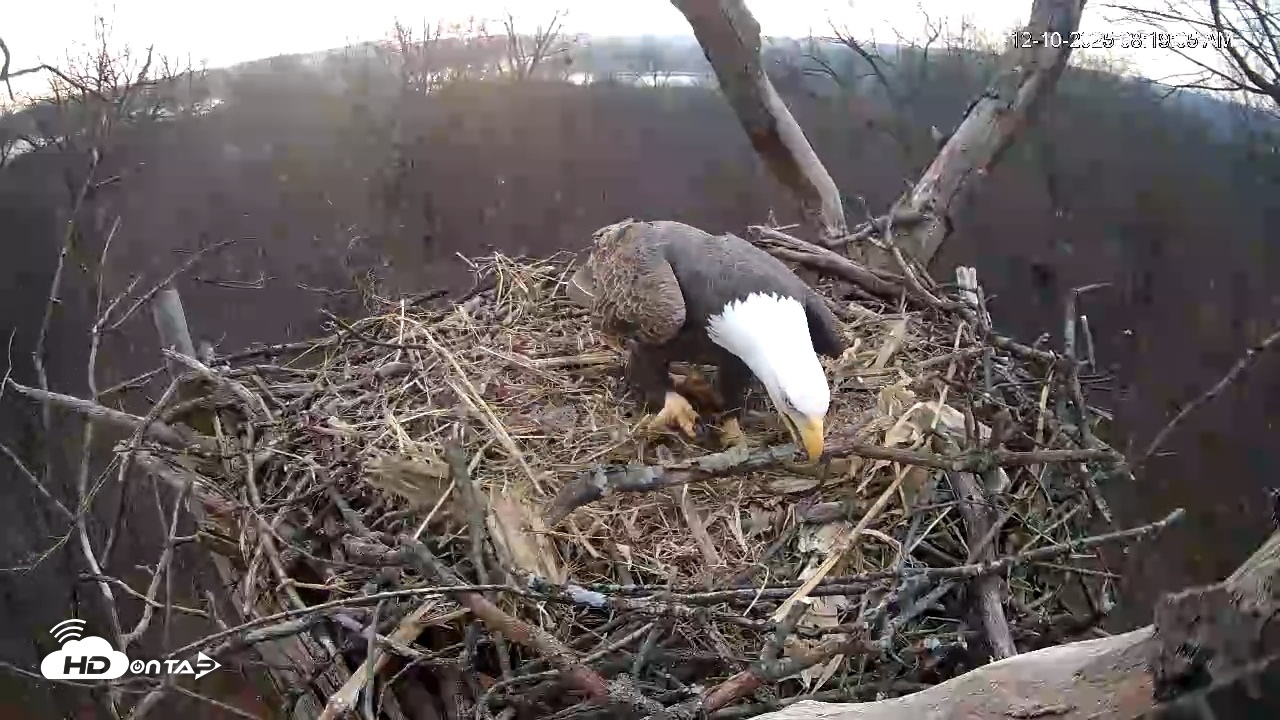 Snapshot of Hanover Eagles Live Cam taken Dec 10, 2025, 8:19am EST