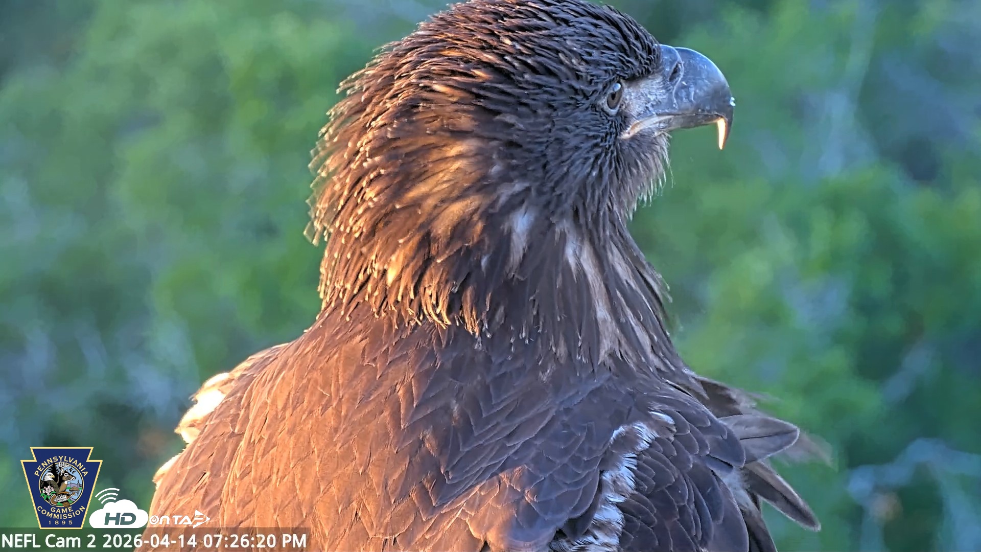 Snapshot of Hanover Eagles Live Cam taken Apr 14, 2026, 7:27pm EDT