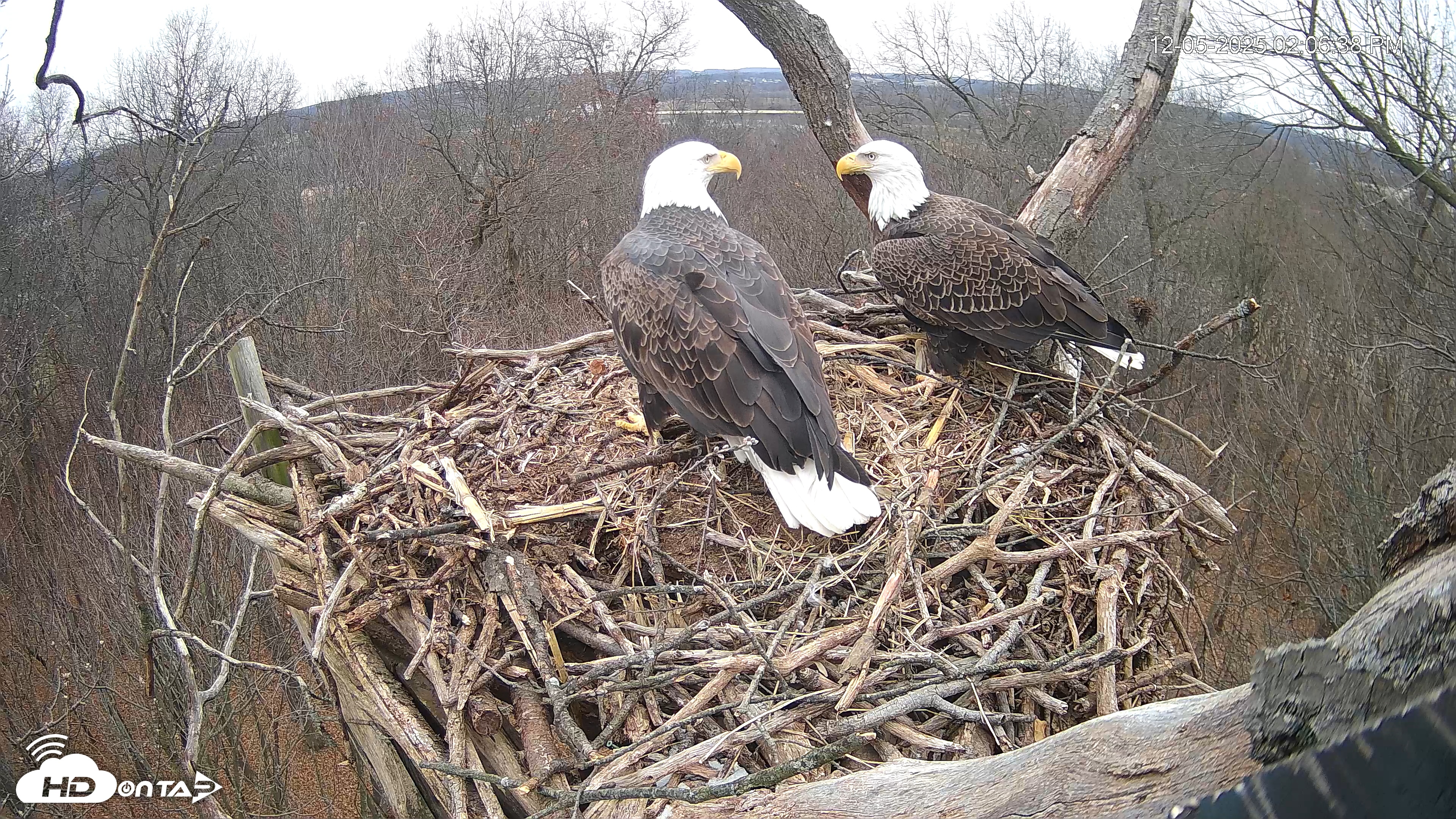 Snapshot of Hanover Eagles Live Cam taken Dec 5, 2025, 2:07pm EST