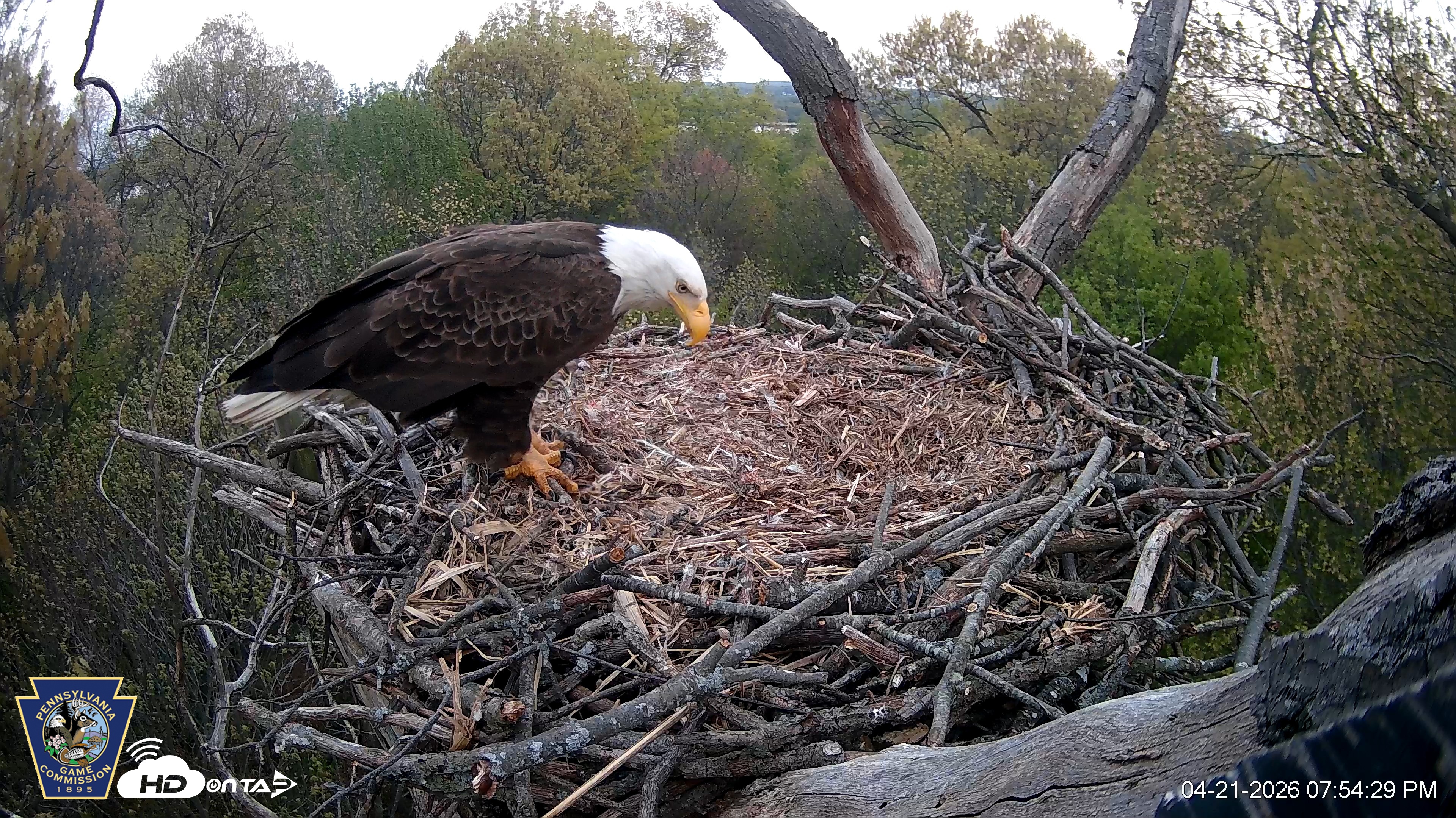 Snapshot of Hanover Eagles Live Cam taken Apr 21, 2026, 7:55pm EDT