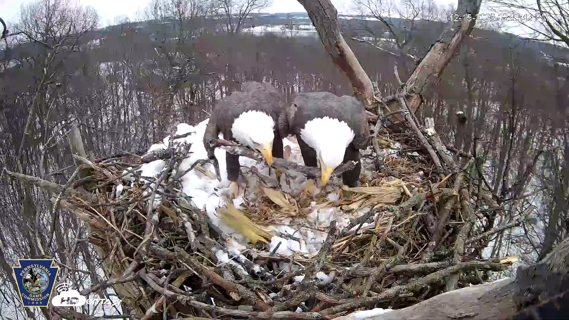Snapshot of Hanover Eagles Live Cam taken Dec 15, 2025, 12:34pm EST