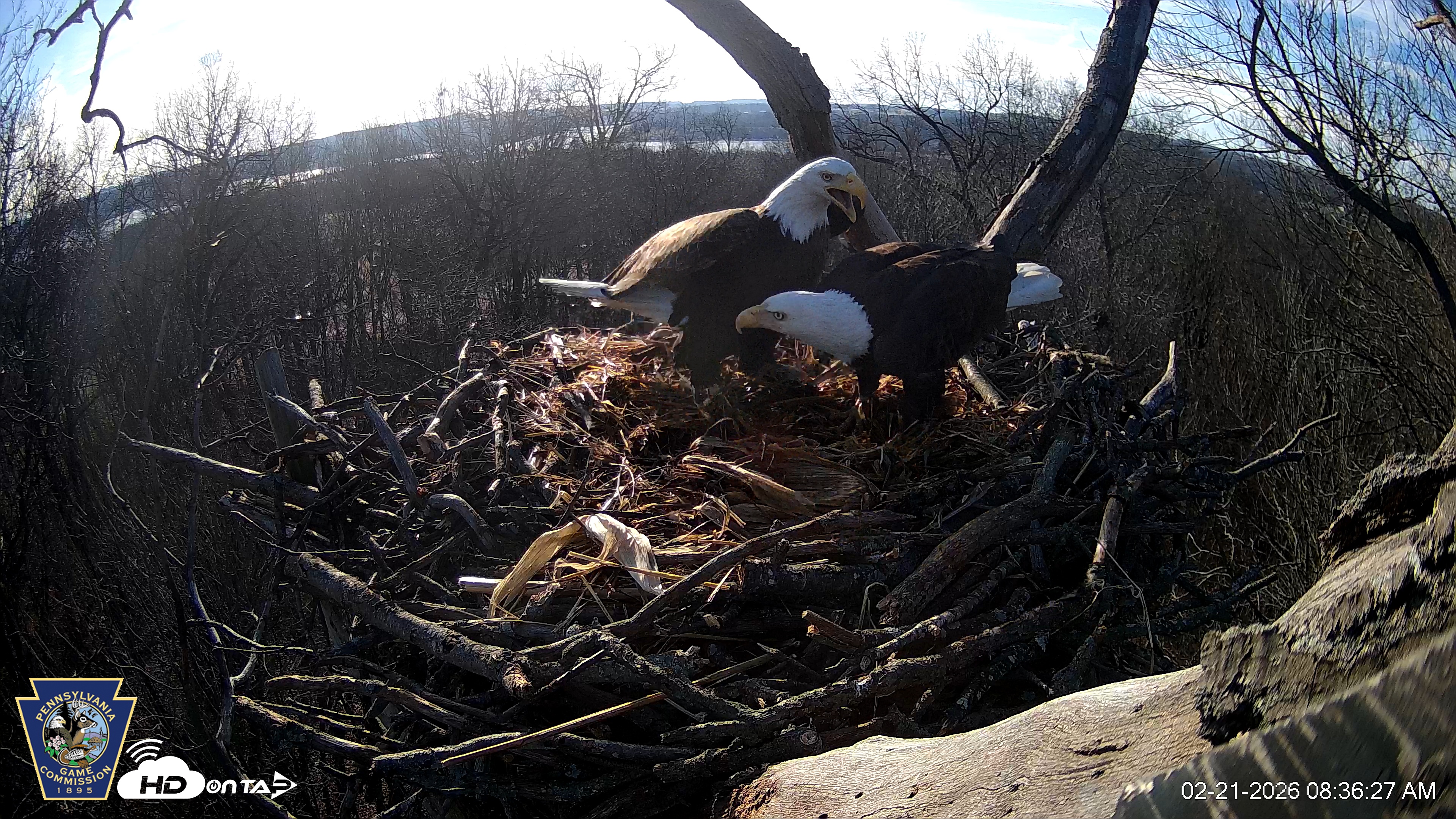 Snapshot of Hanover Eagles Live Cam taken Feb 21, 2026, 8:36am EST