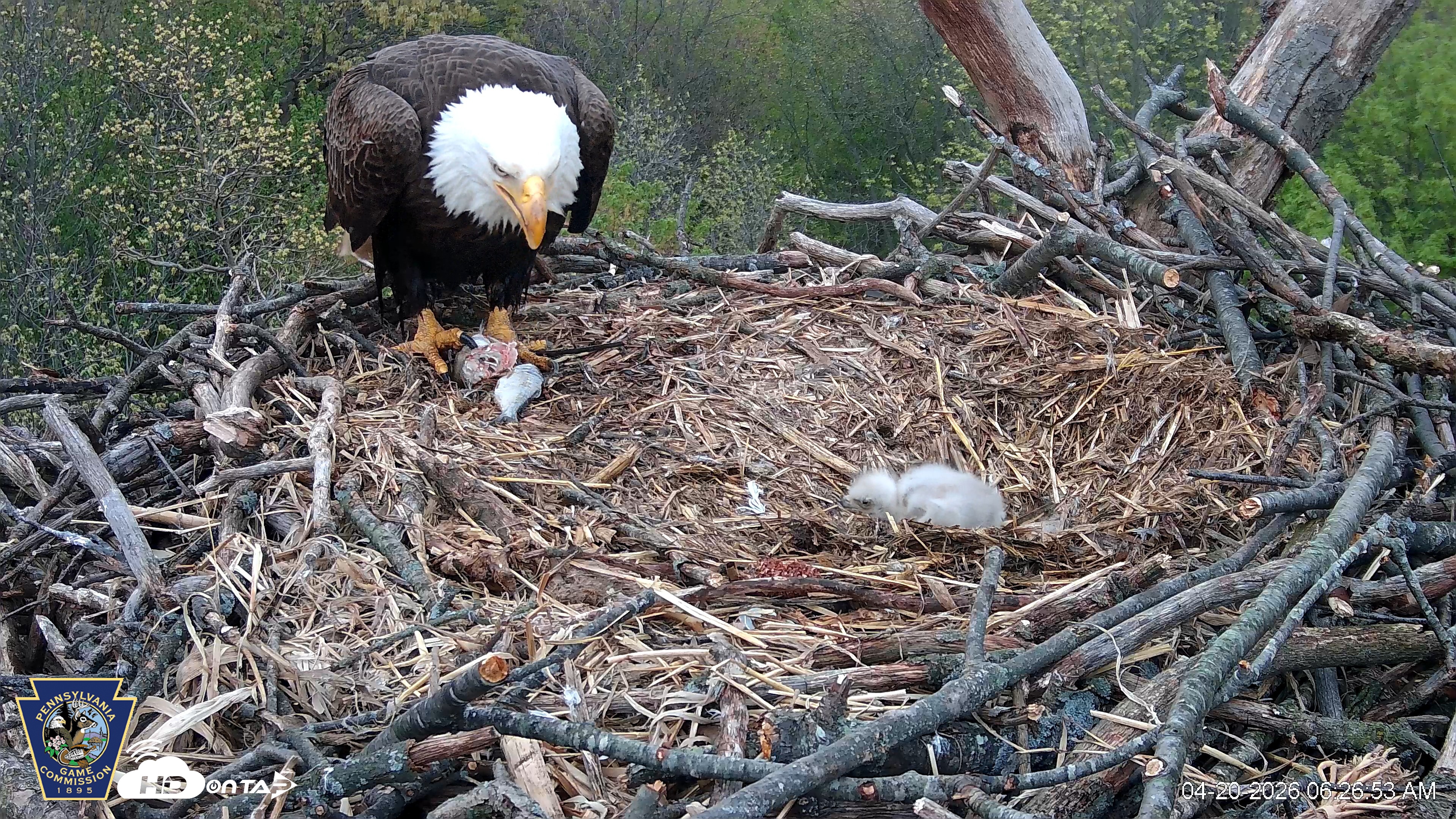 Snapshot of Hanover Eagles Live Cam taken Apr 20, 2026, 6:27am EDT