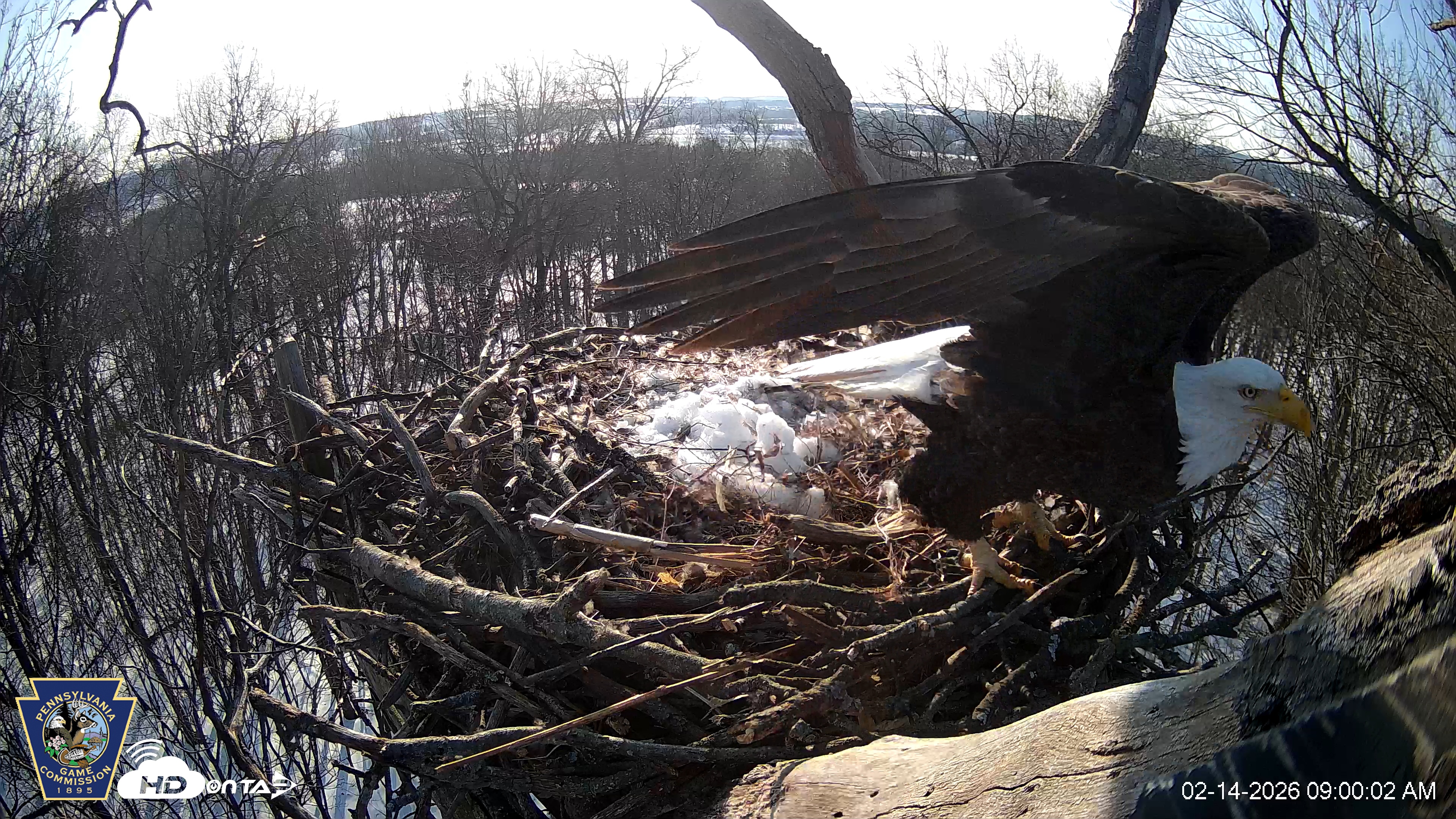 Snapshot of Hanover Eagles Live Cam taken Feb 14, 2026, 9:00am EST