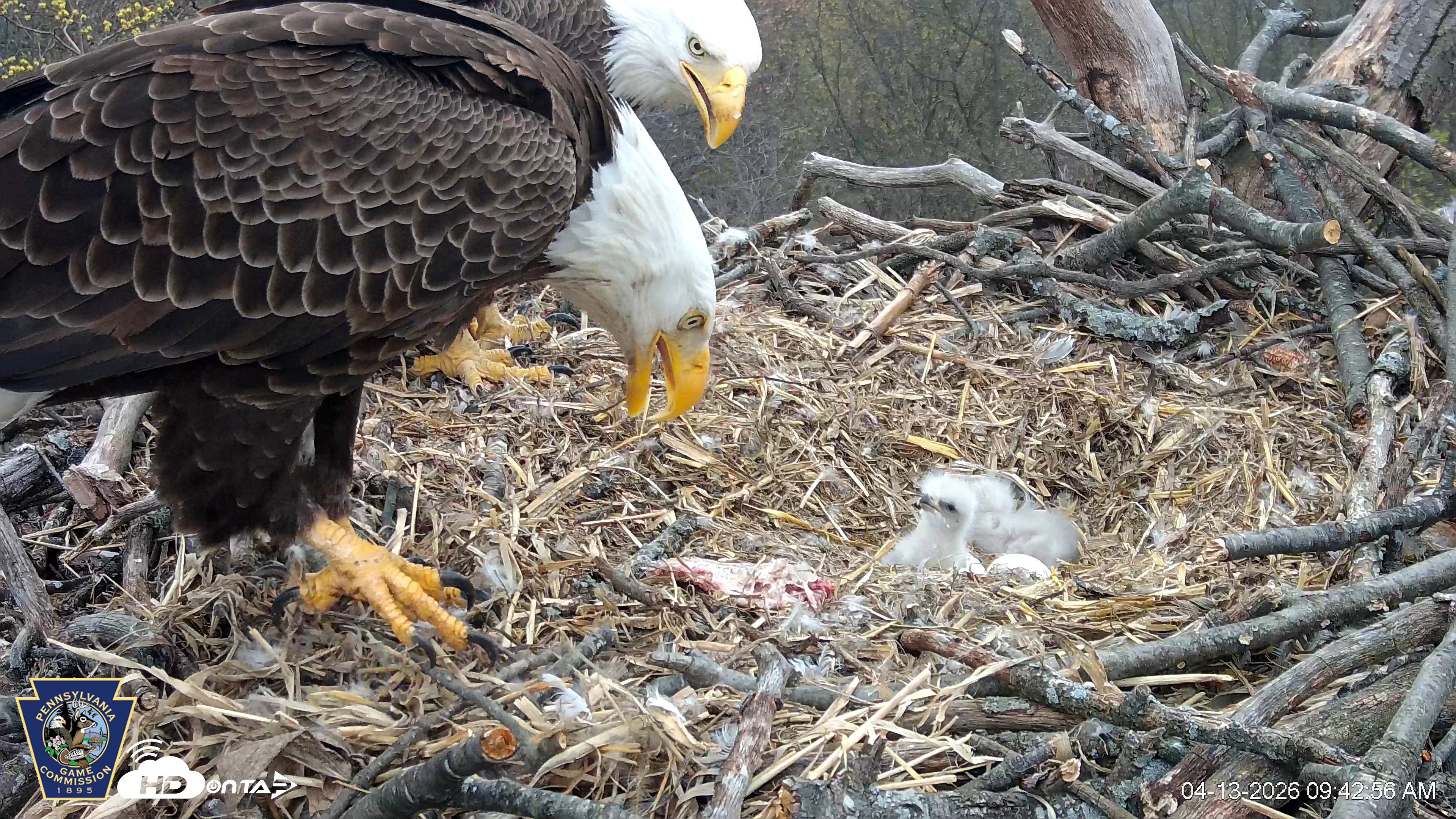 Snapshot of Hanover Eagles Live Cam taken Apr 13, 2026, 9:43am EDT