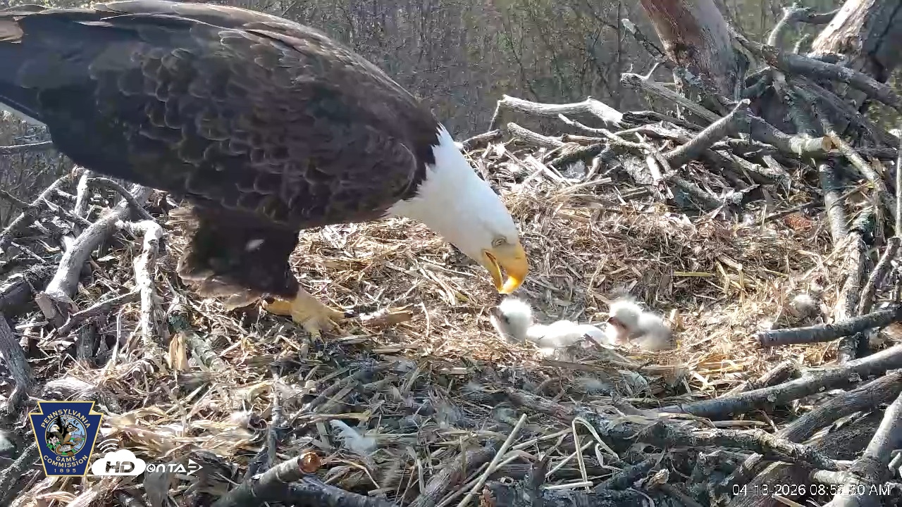 Snapshot of Hanover Eagles Live Cam taken Apr 13, 2026, 8:53am EDT