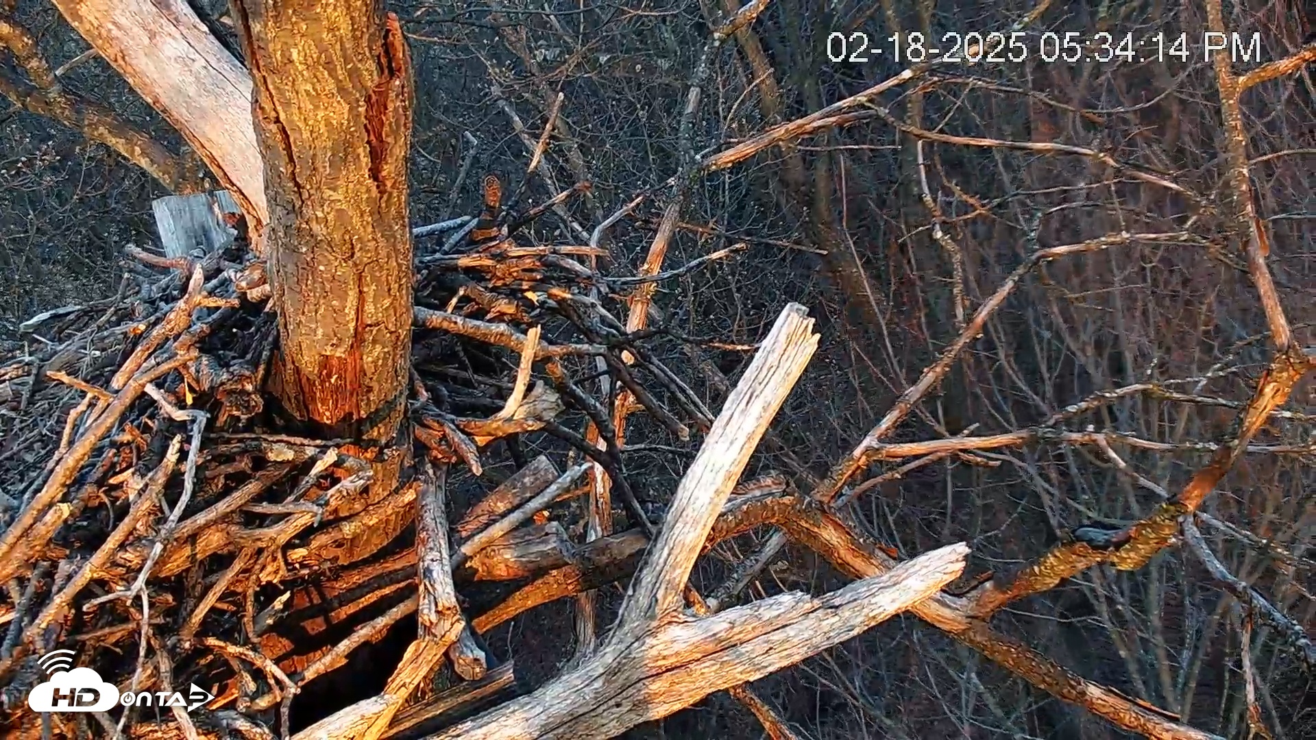 Snapshot of Hanover Eagles Live Cam taken Feb 18, 2025, 5:34pm EST