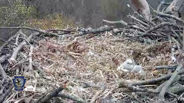 Snapshot of Hanover Eagles Live Cam taken Apr 13, 2026, 3:47pm EDT