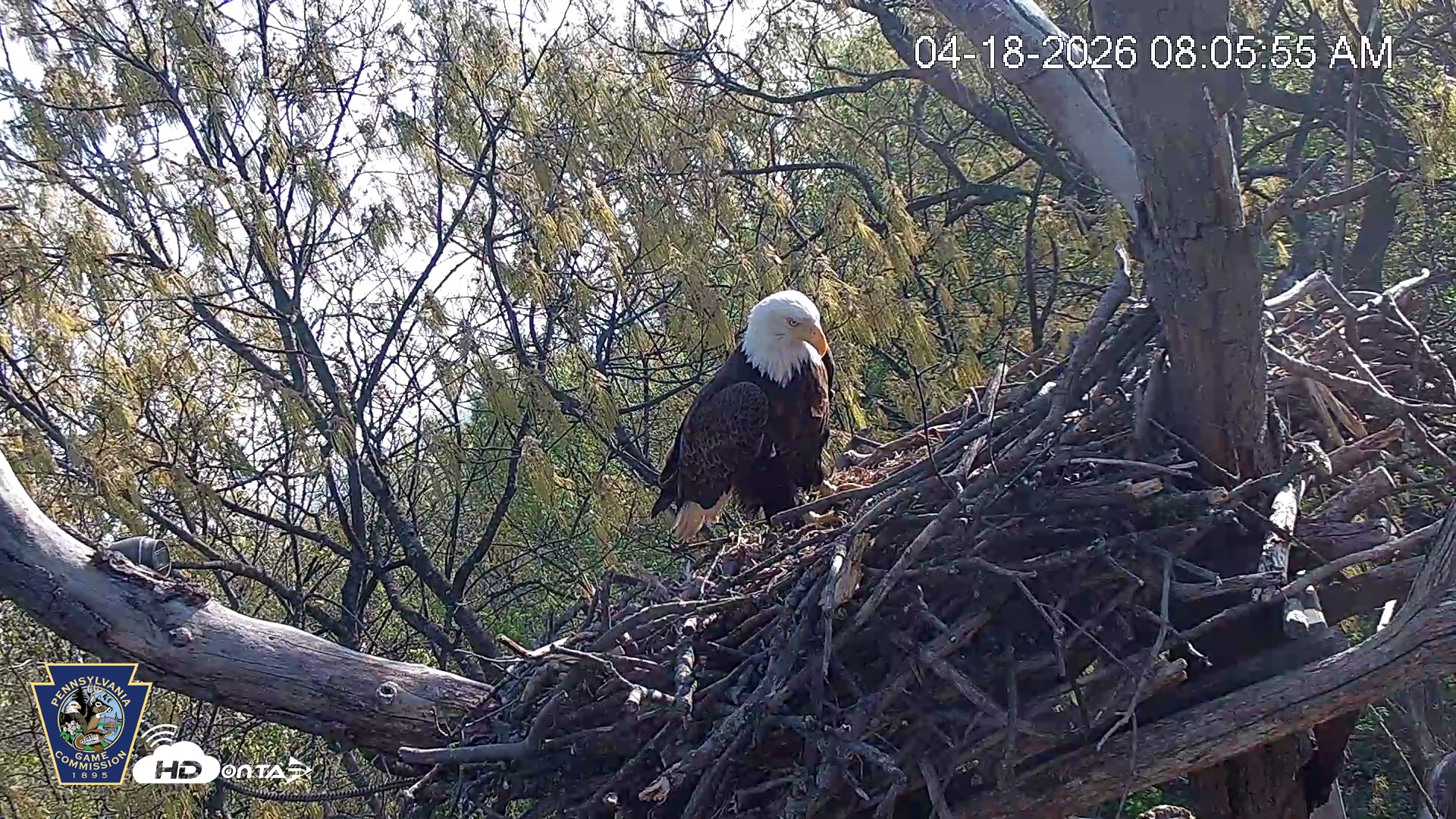 Snapshot of Hanover Eagles Live Cam taken Apr 18, 2026, 8:06am EDT