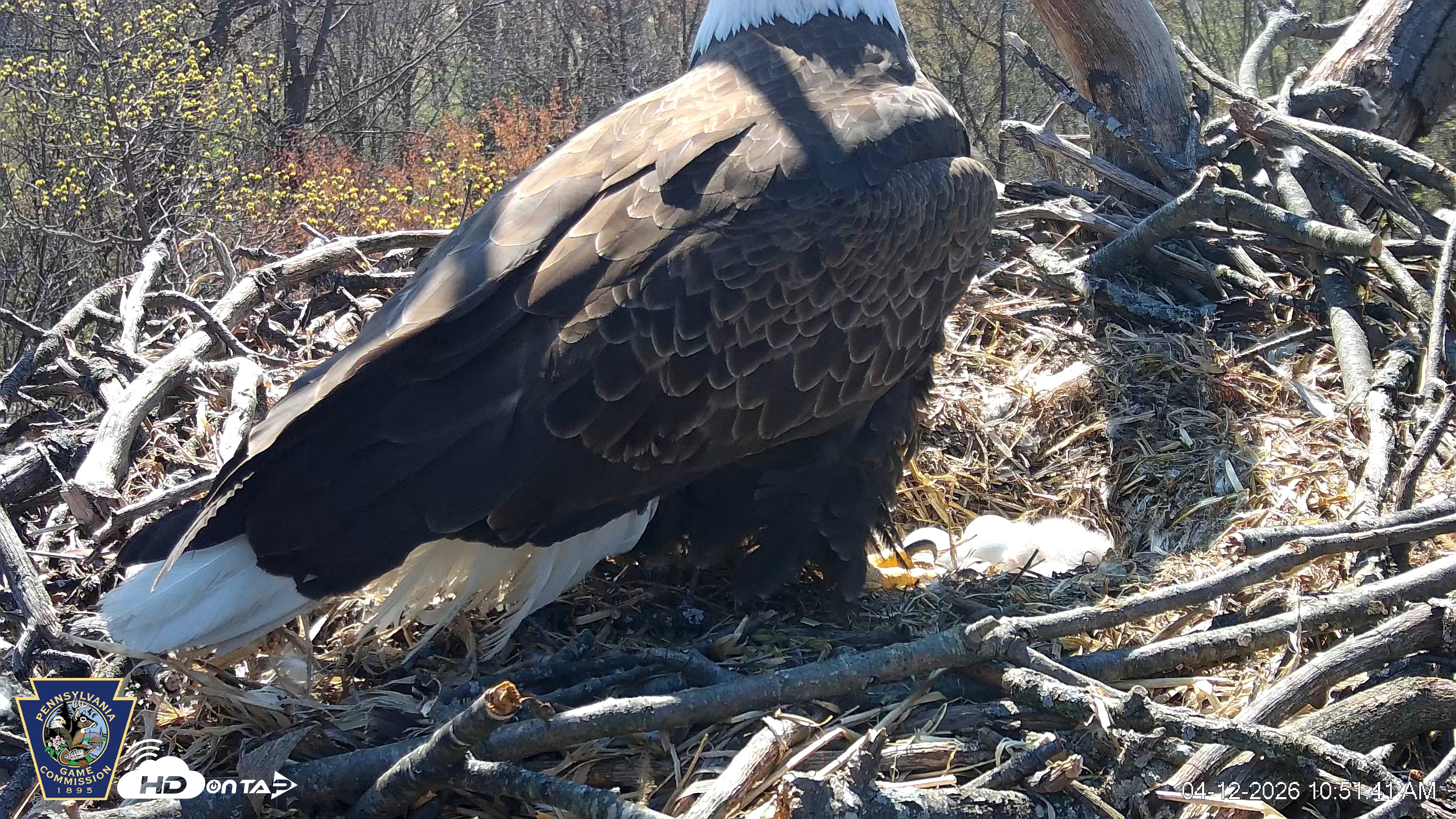 Snapshot of Hanover Eagles Live Cam taken Apr 12, 2026, 10:52am EDT