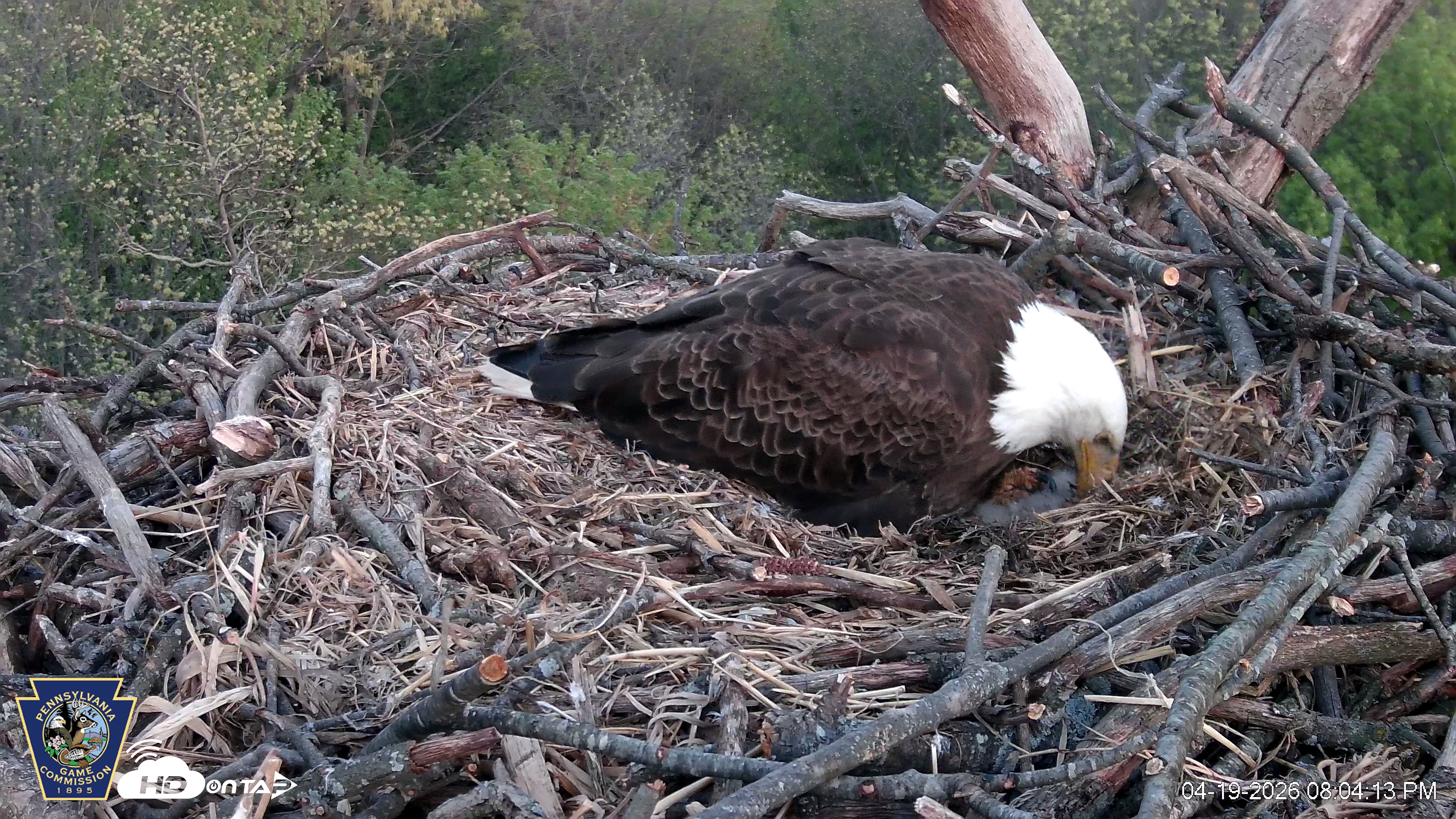 Snapshot of Hanover Eagles Live Cam taken Apr 19, 2026, 8:04pm EDT