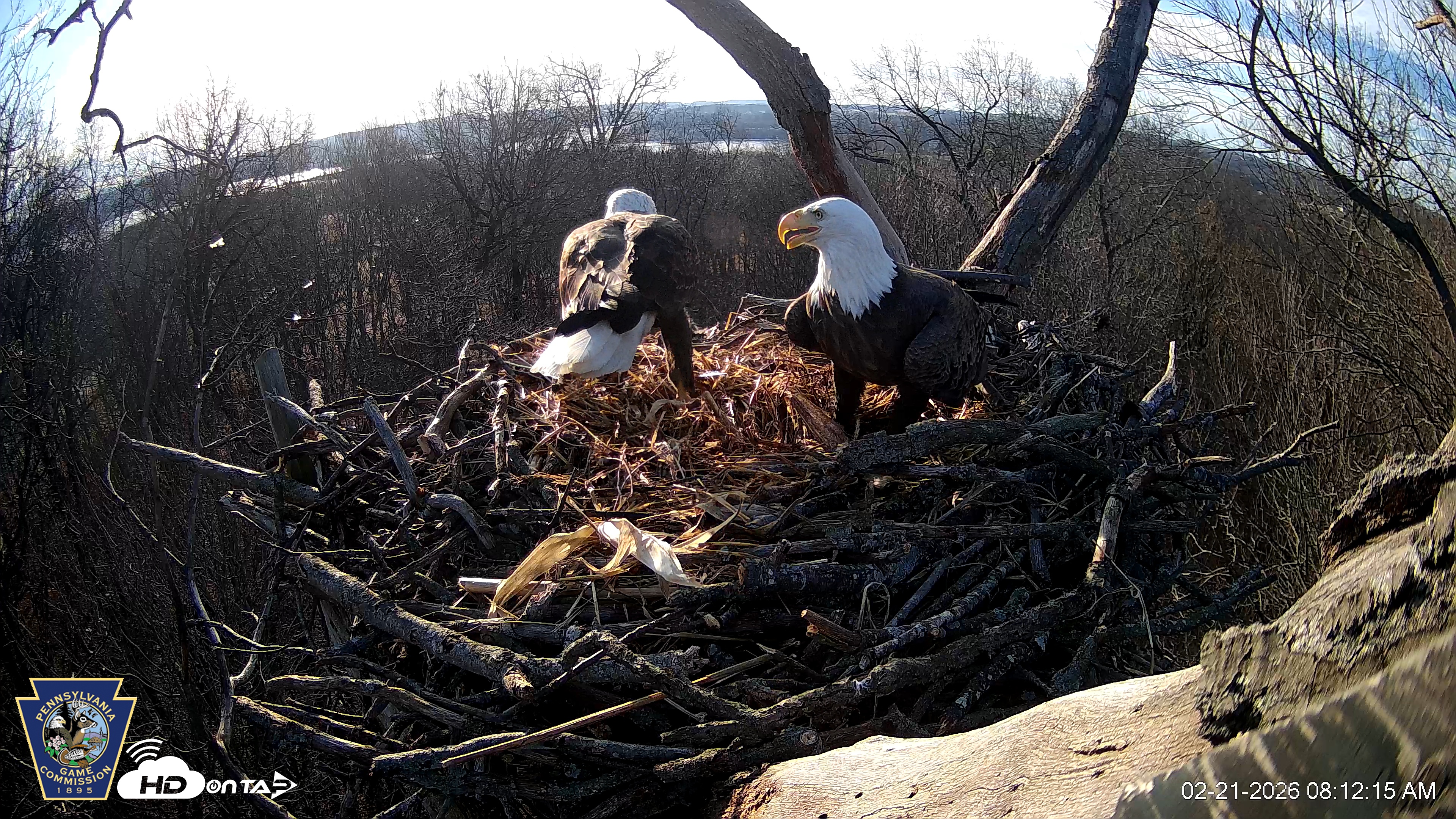 Snapshot of Hanover Eagles Live Cam taken Feb 21, 2026, 8:12am EST