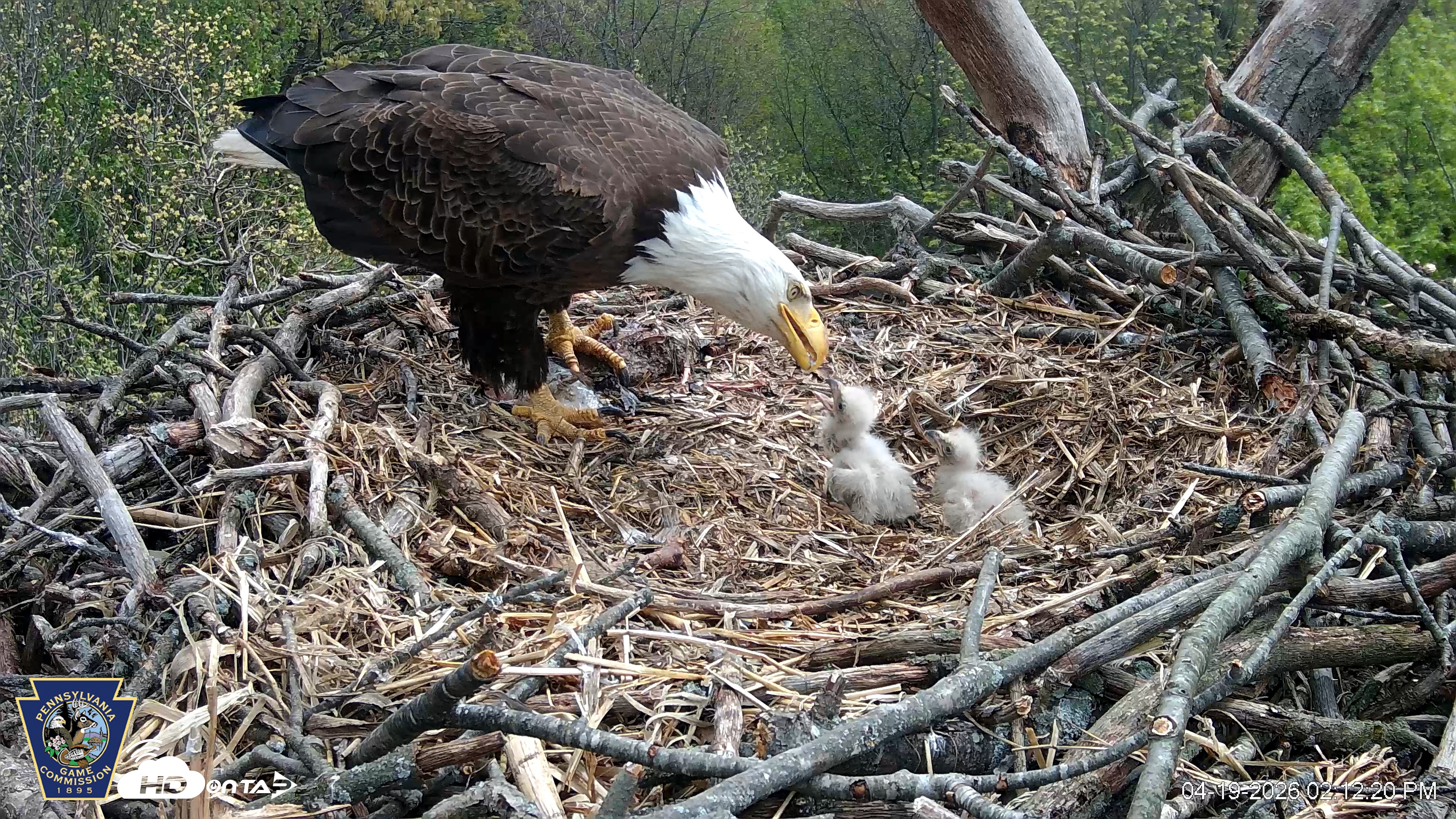 Snapshot of Hanover Eagles Live Cam taken Apr 19, 2026, 2:13pm EDT