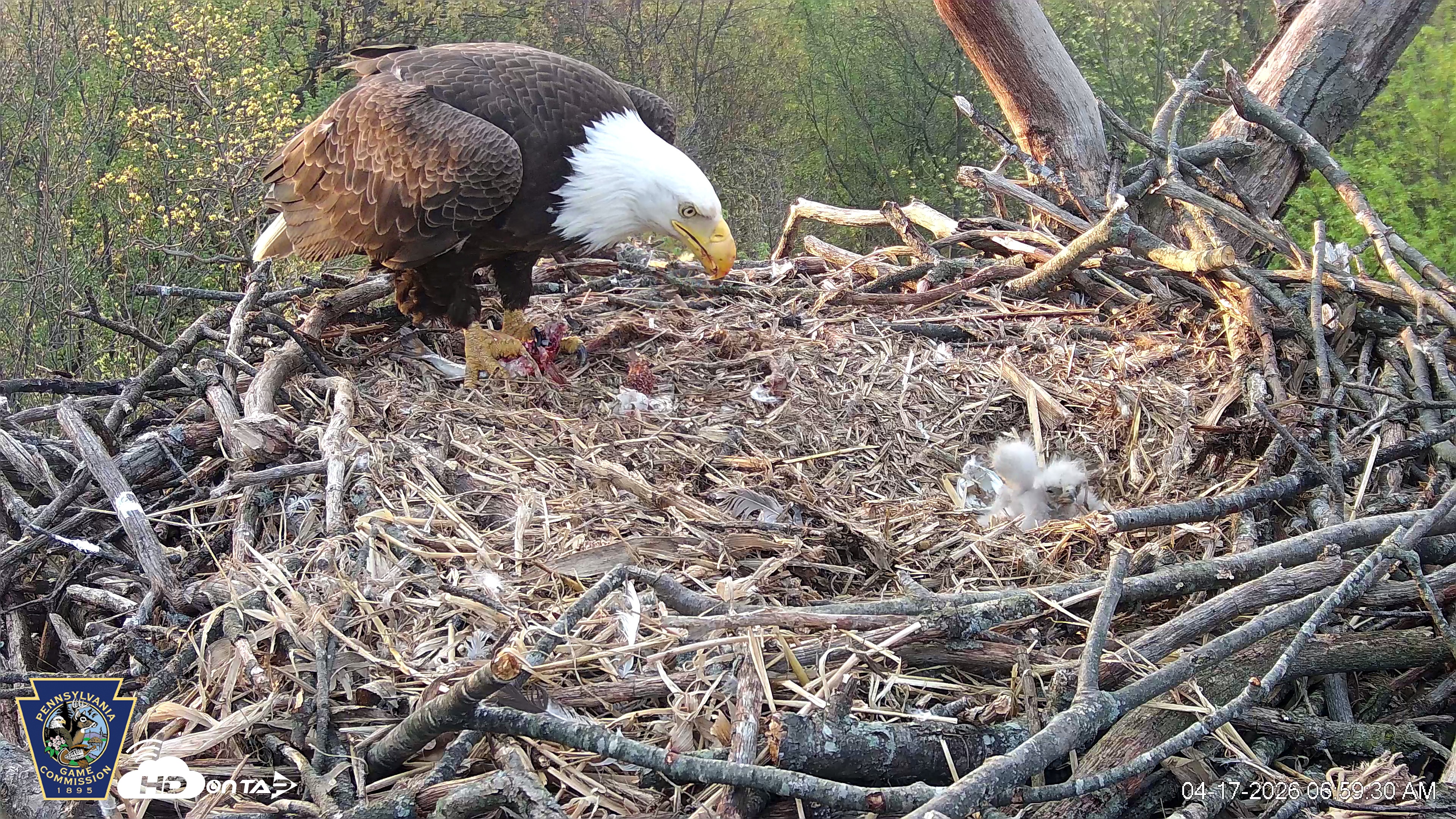 Snapshot of Hanover Eagles Live Cam taken Apr 17, 2026, 6:59am EDT