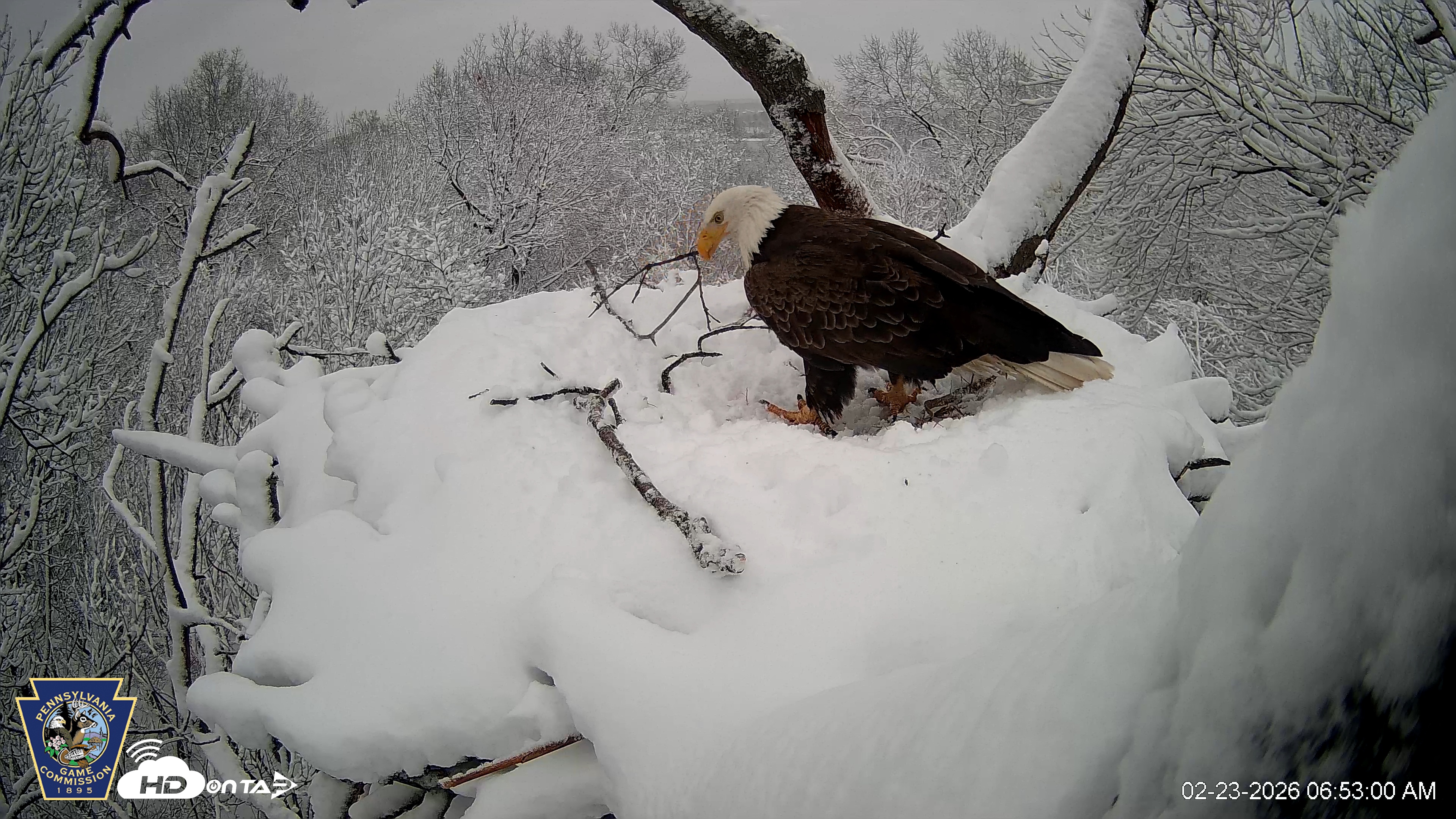 Snapshot of Hanover Eagles Live Cam taken Feb 23, 2026, 6:53am EST