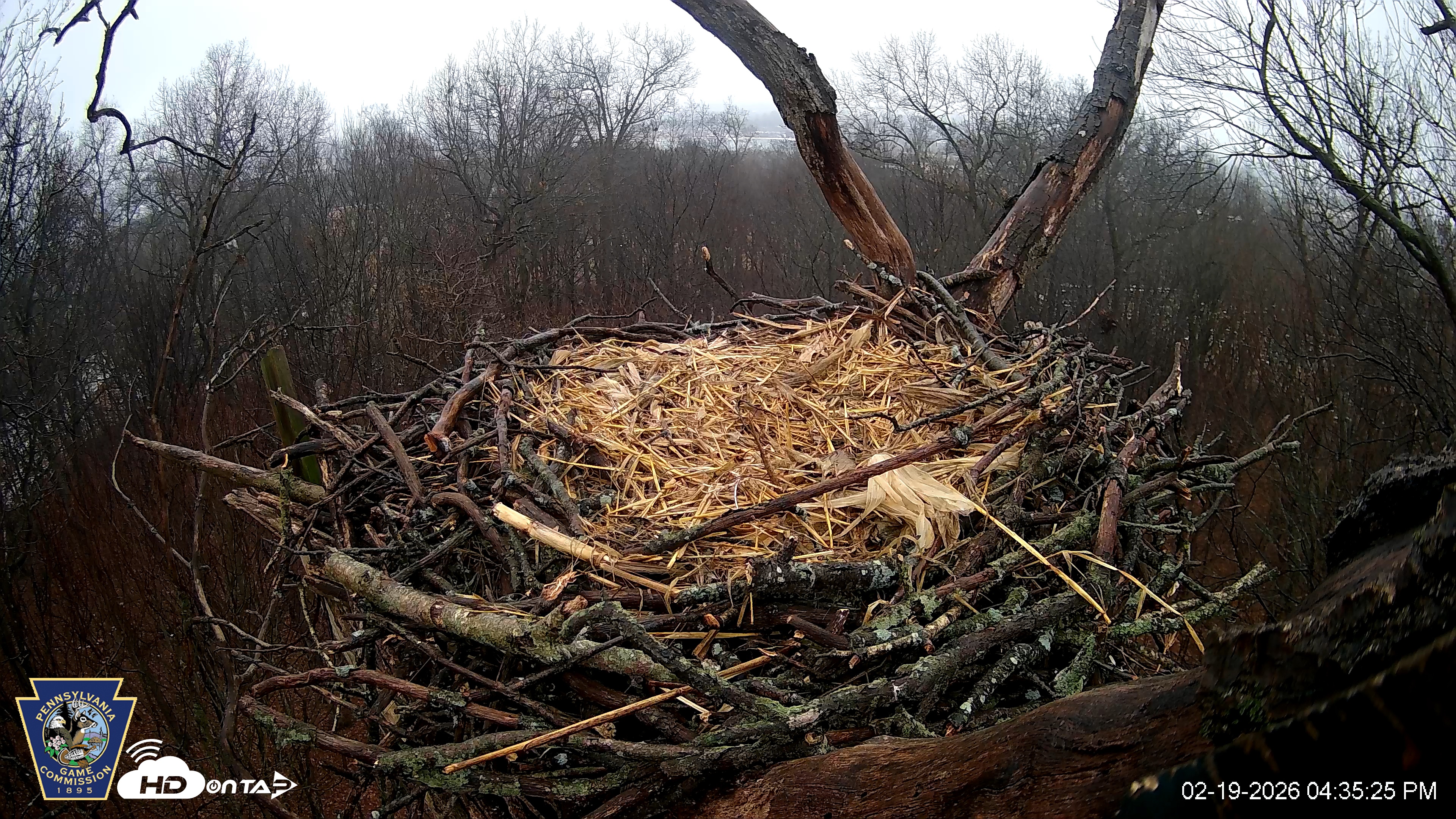 Snapshot of Hanover Eagles Live Cam taken Feb 19, 2026, 4:35pm EST