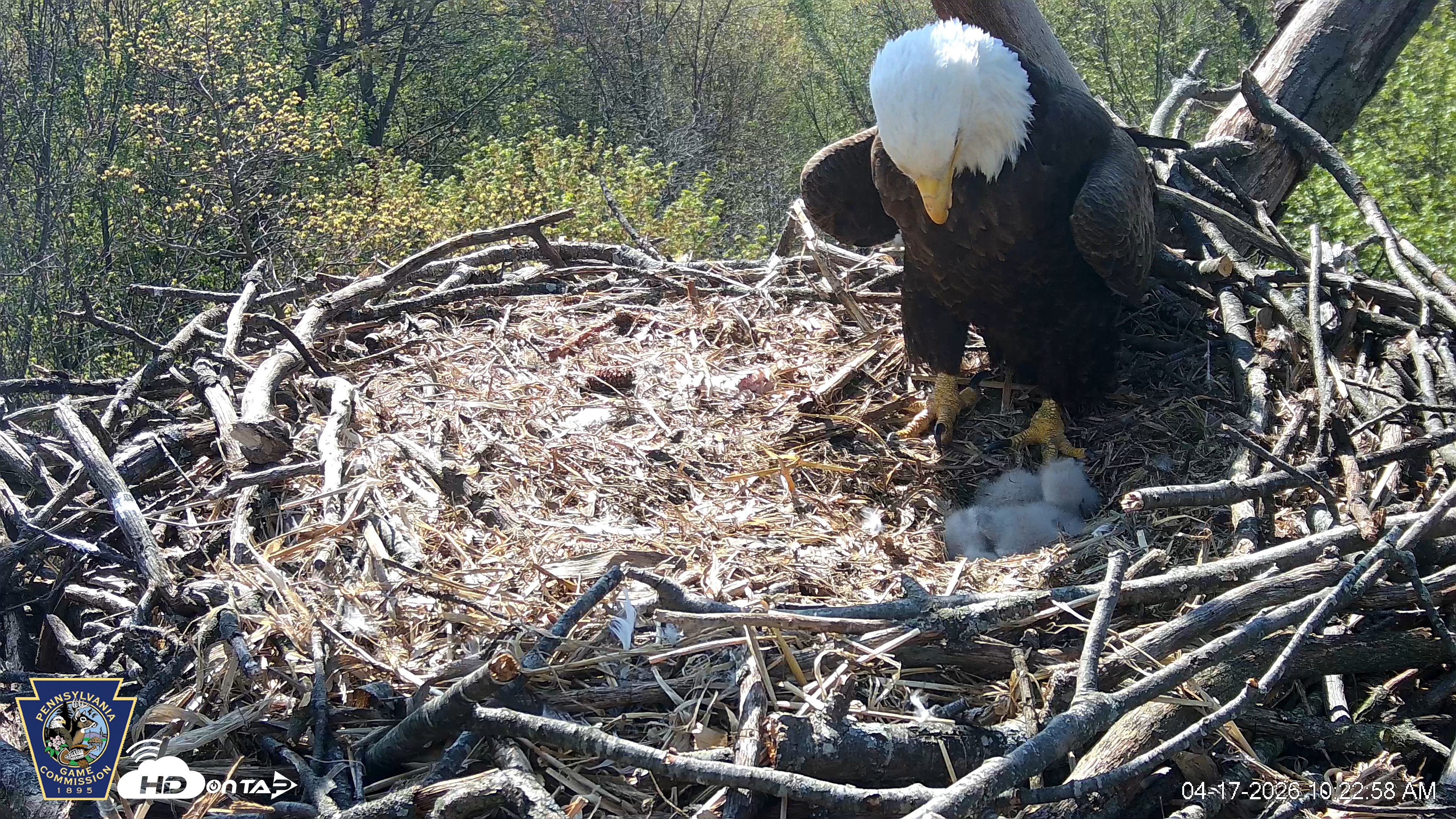 Snapshot of Hanover Eagles Live Cam taken Apr 17, 2026, 10:23am EDT