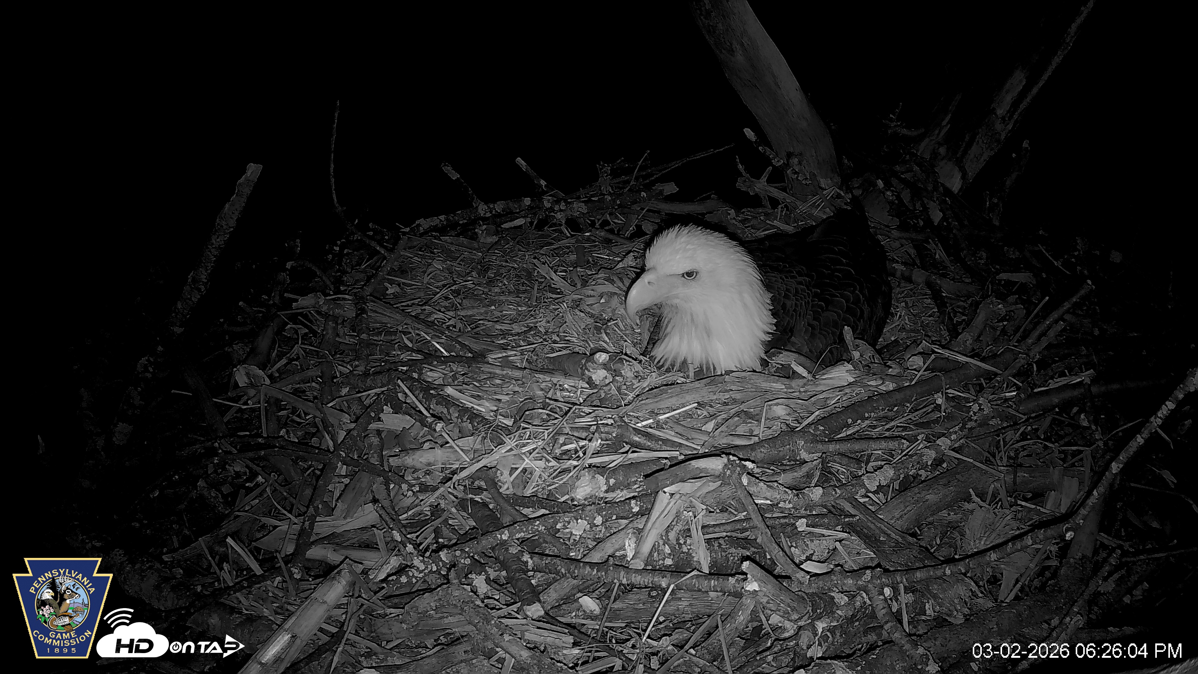 Snapshot of Hanover Eagles Live Cam taken Mar 2, 2026, 6:26pm EST