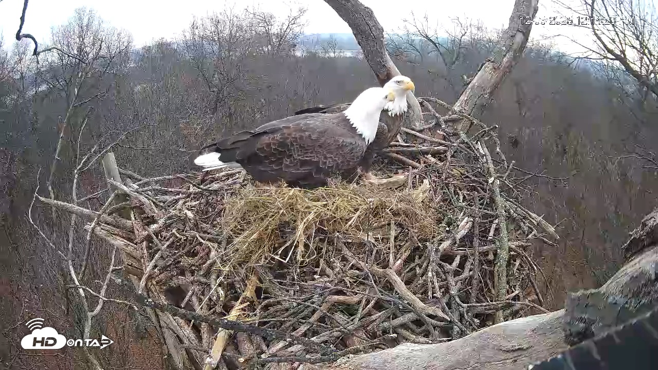 Snapshot of Hanover Eagles Live Cam taken Dec 6, 2025, 12:15pm EST