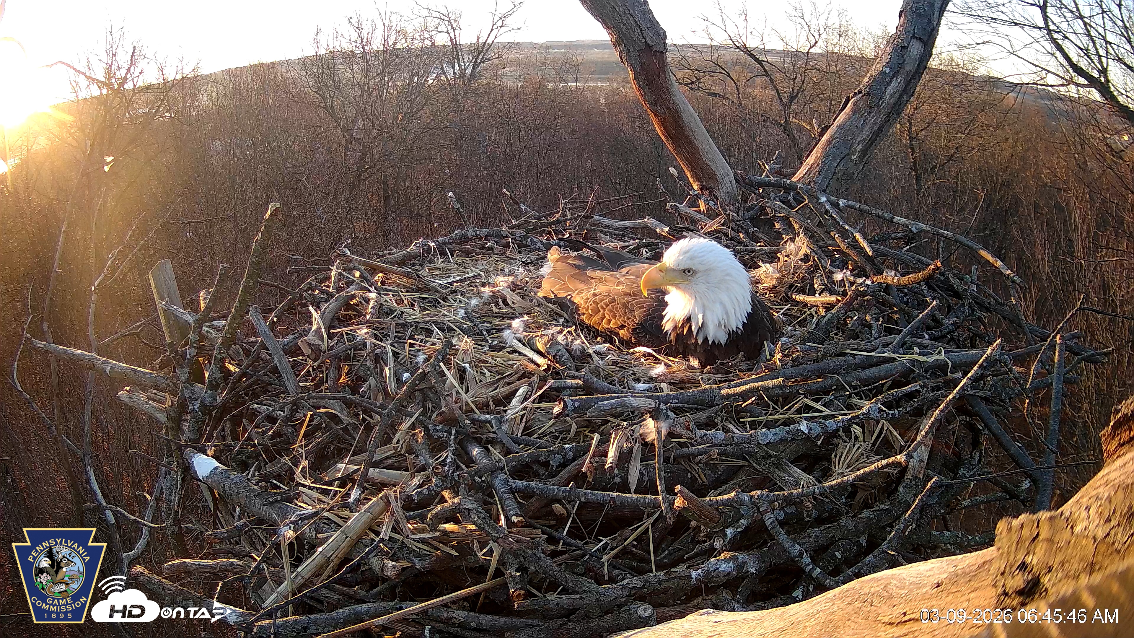 Snapshot of Hanover Eagles Live Cam taken Mar 9, 2026, 7:47am EDT