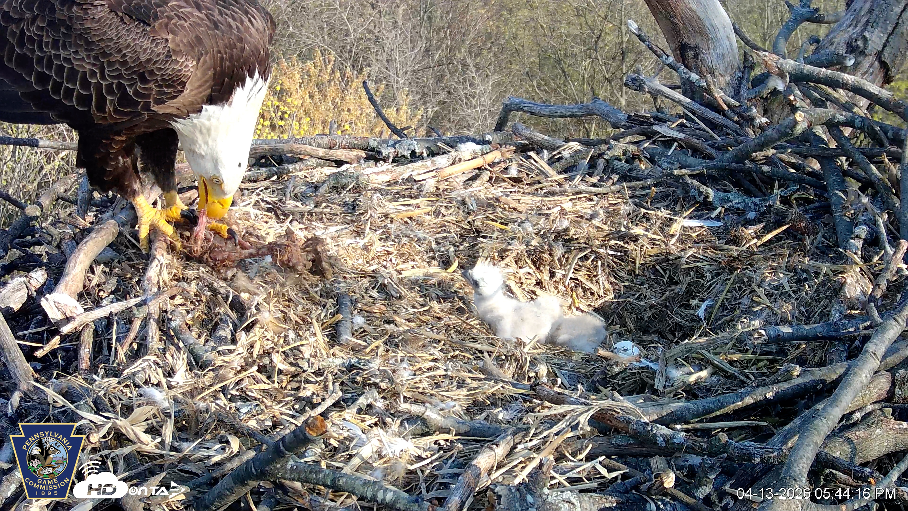 Snapshot of Hanover Eagles Live Cam taken Apr 13, 2026, 5:44pm EDT