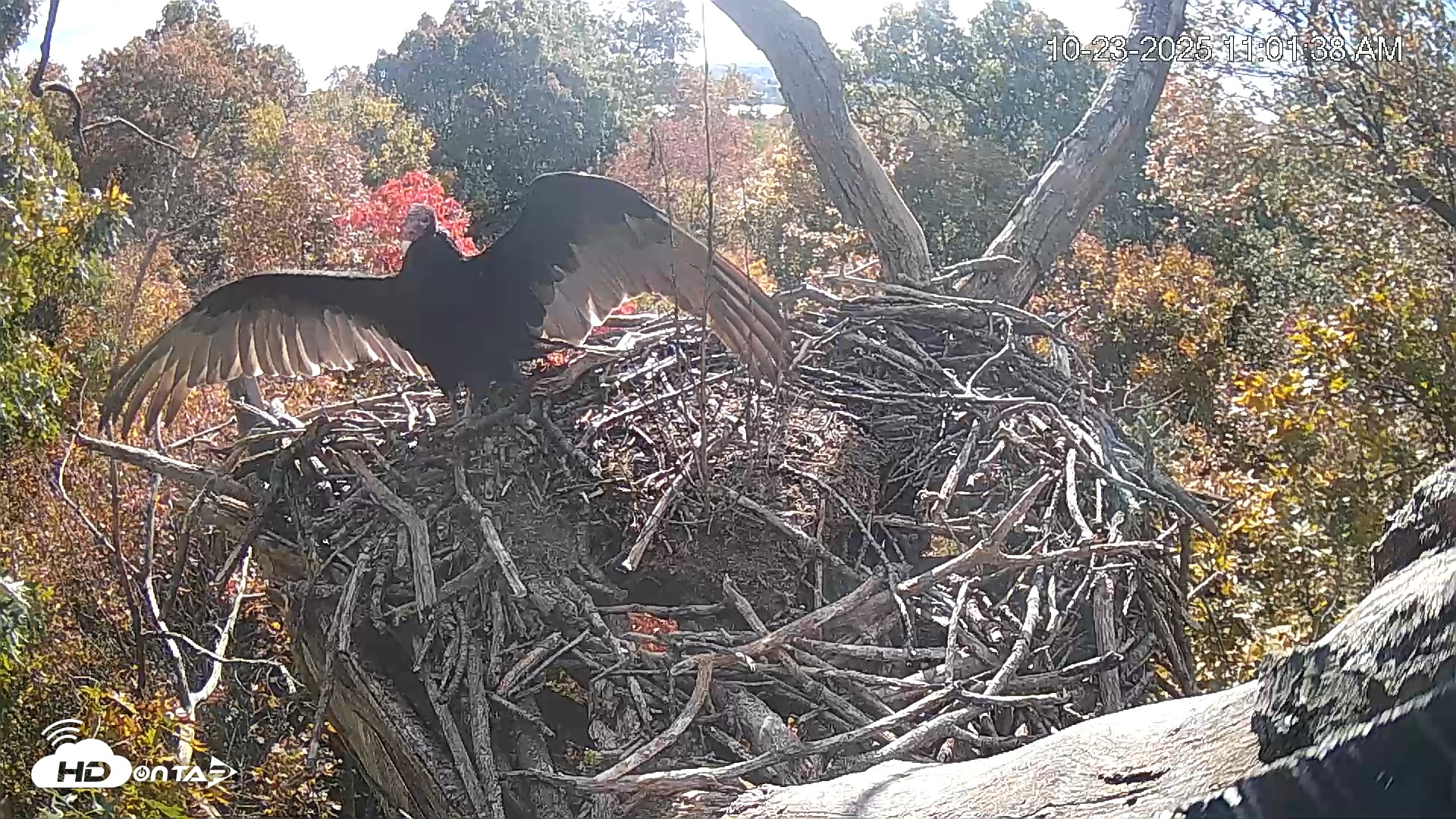 Snapshot of Hanover Eagles Live Cam taken Oct 23, 2025, 11:01am EDT
