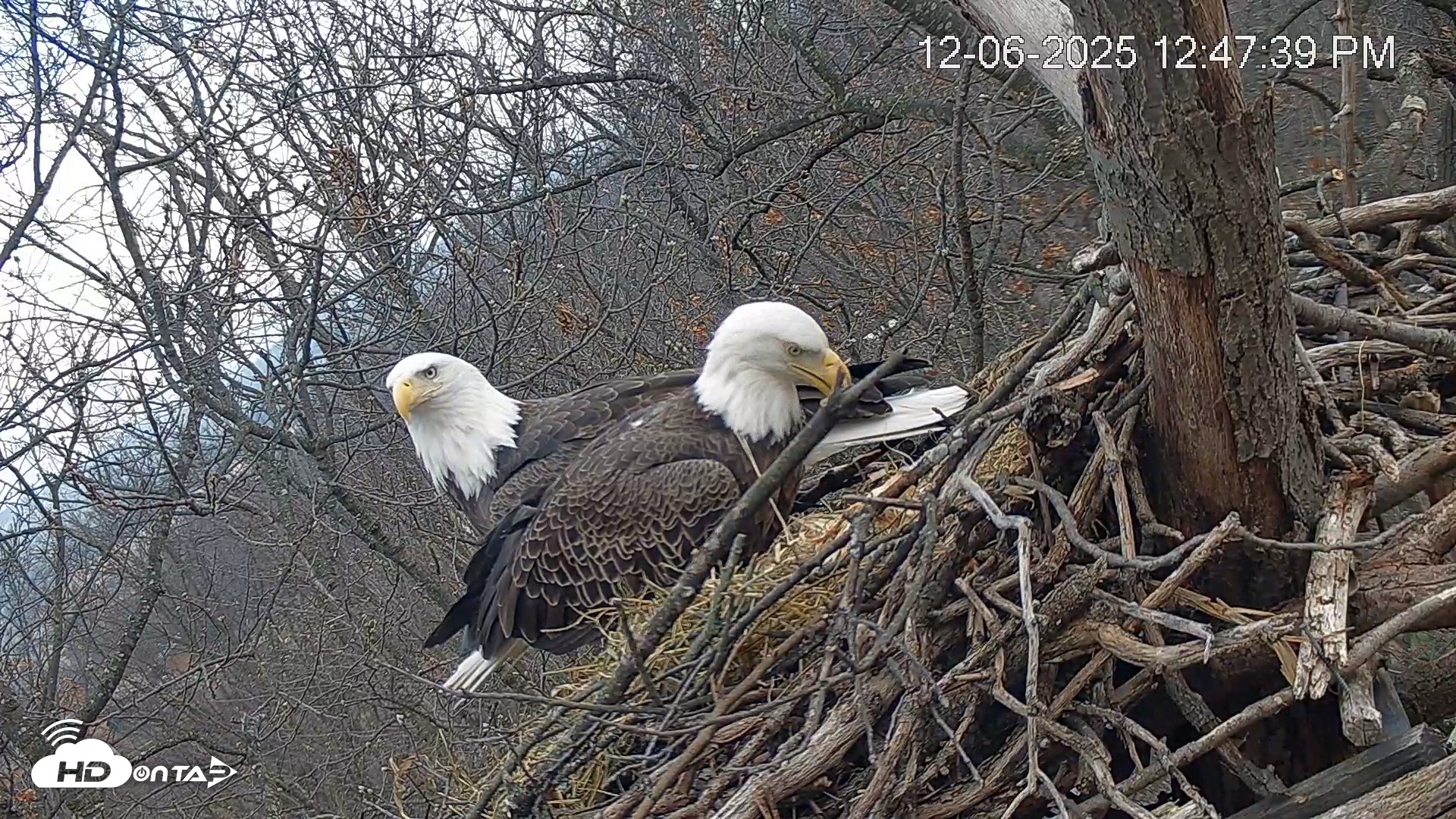 Snapshot of Hanover Eagles Live Cam taken Dec 6, 2025, 12:48pm EST