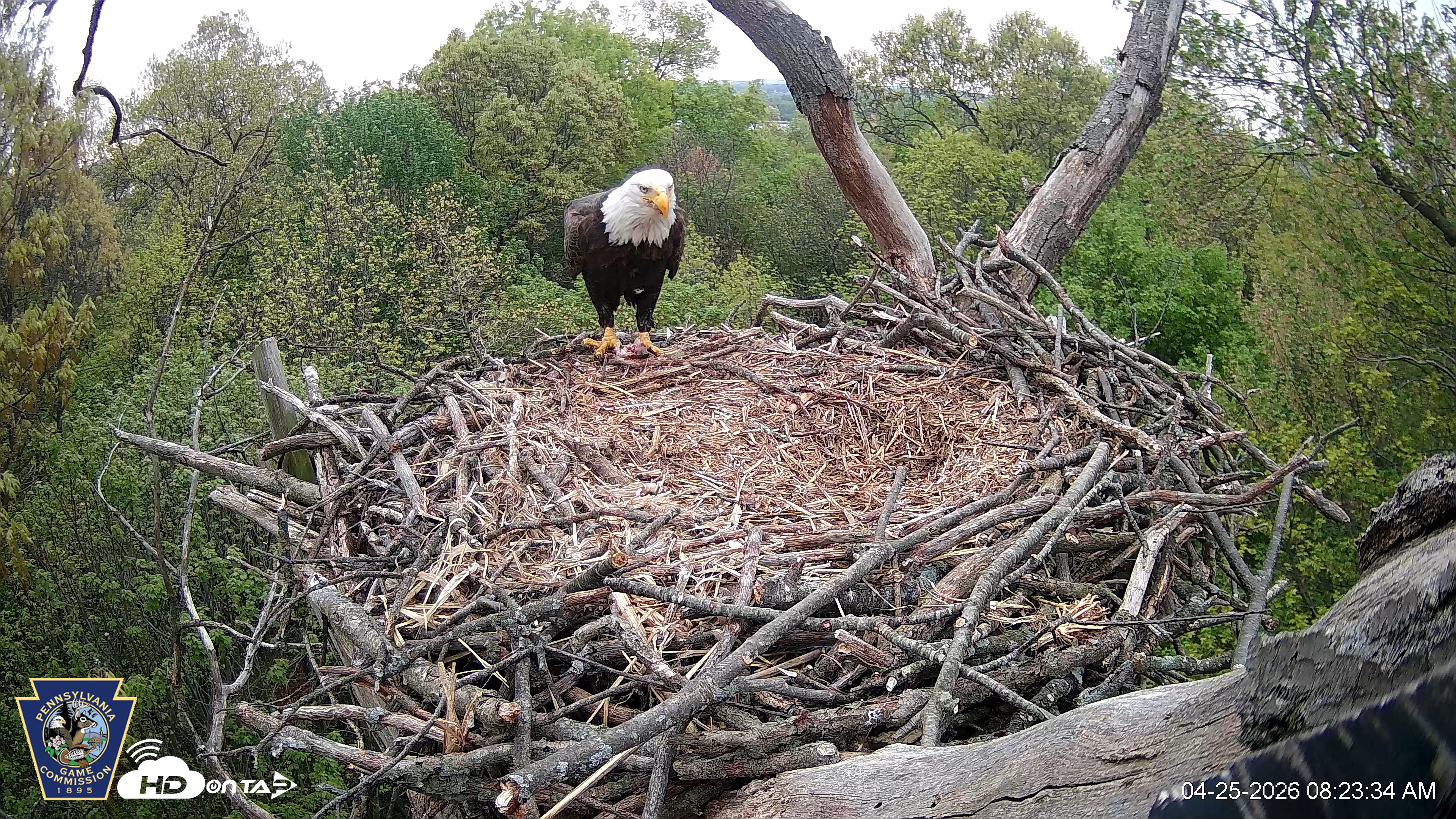 Snapshot of Hanover Eagles Live Cam taken Apr 25, 2026, 8:23am EDT