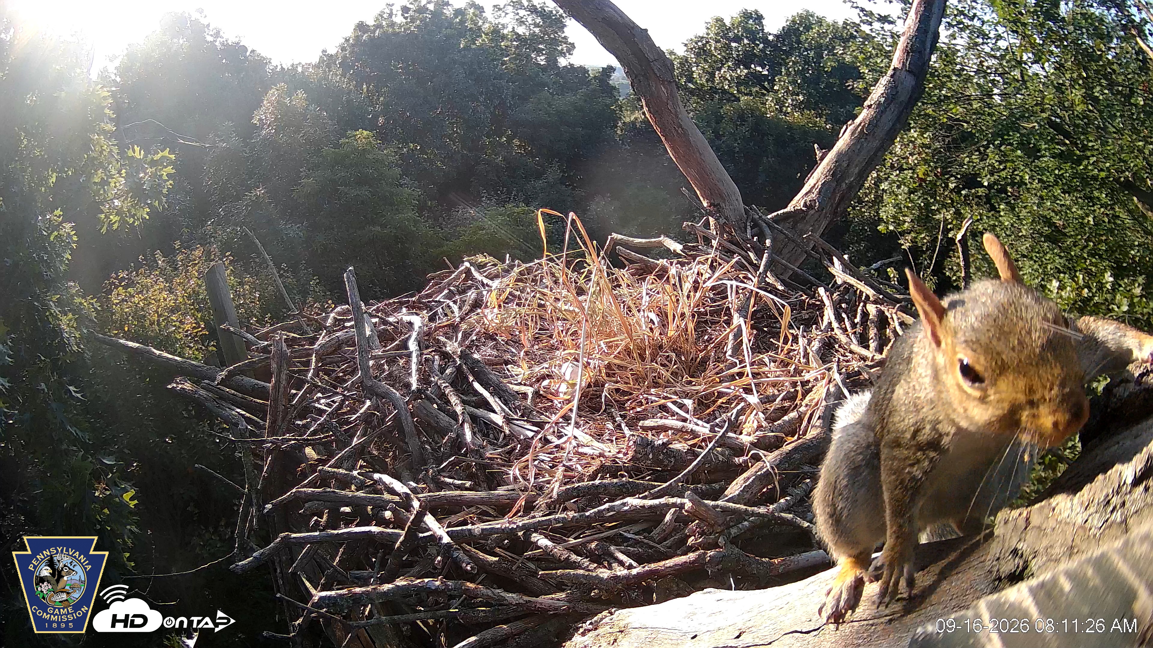 Snapshot of Hanover Eagles Live Cam taken Sep 16, 2026, 8:13am EDT