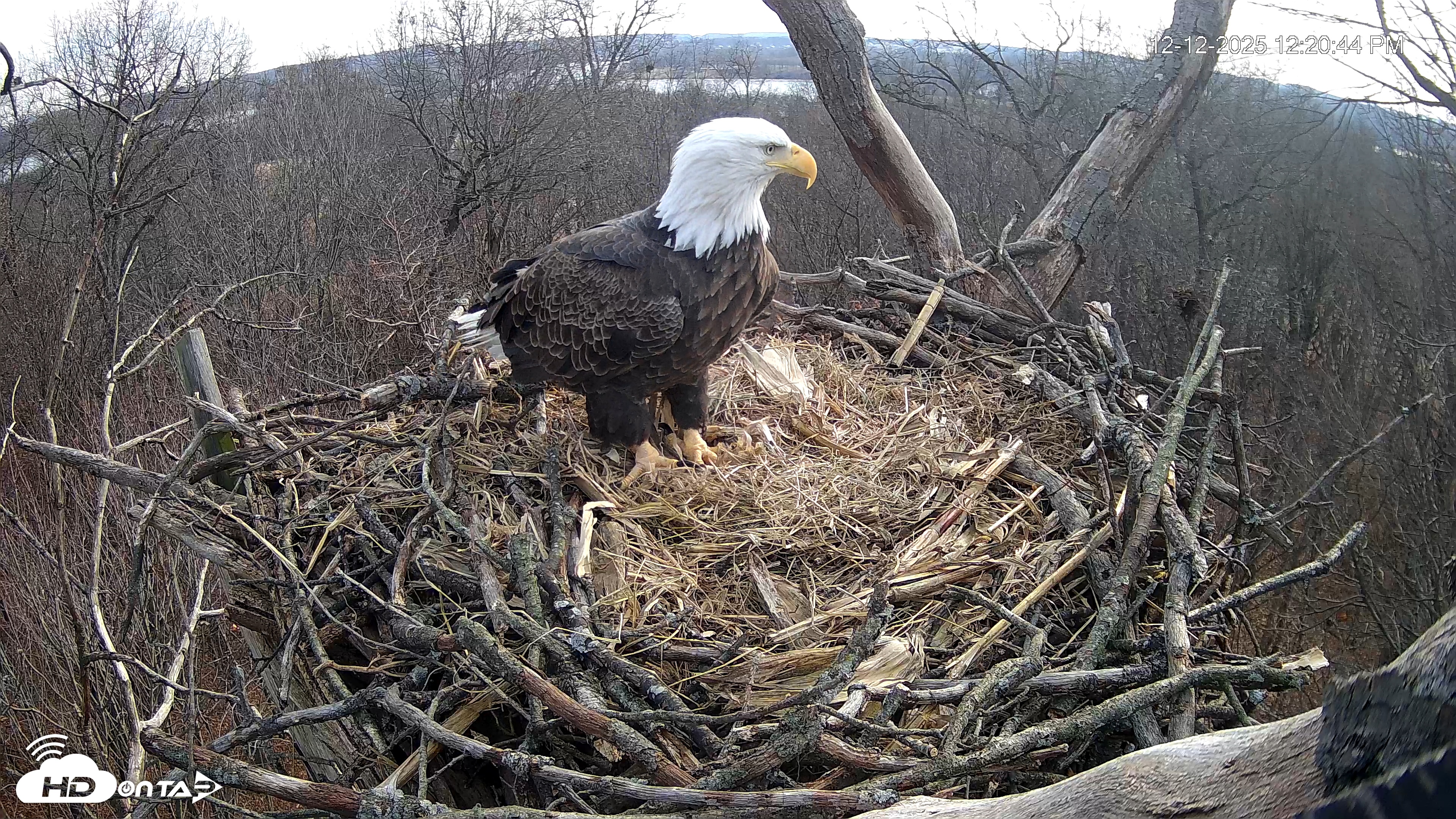 Snapshot of Hanover Eagles Live Cam taken Dec 12, 2025, 12:21pm EST