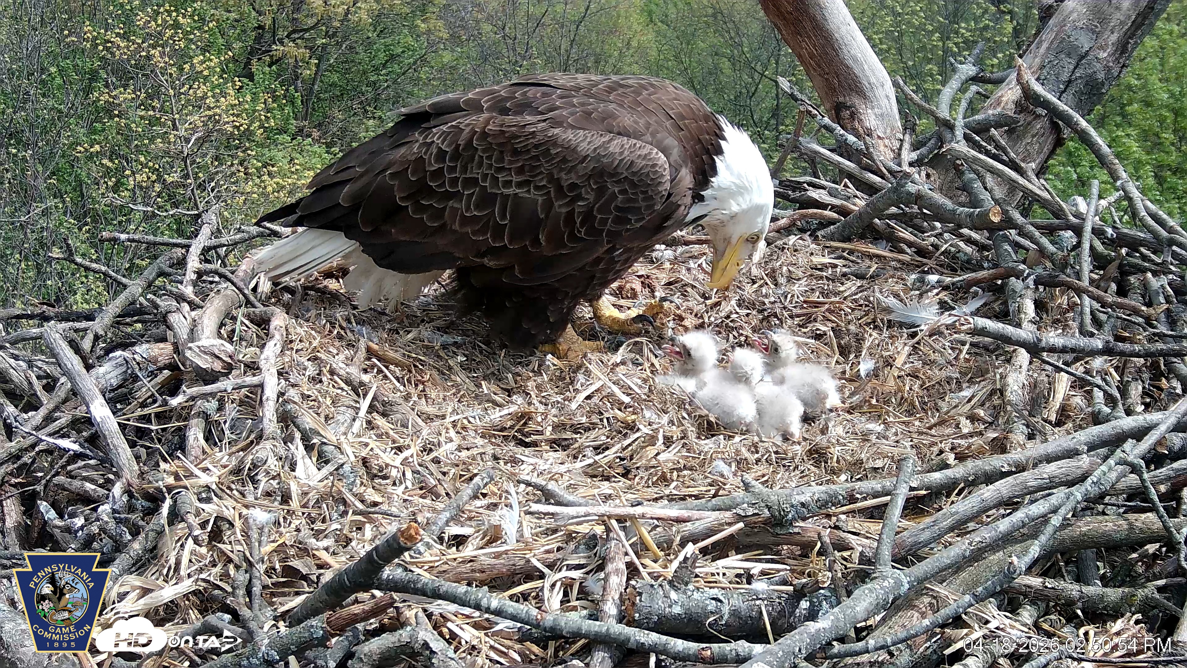 Snapshot of Hanover Eagles Live Cam taken Apr 18, 2026, 2:51pm EDT