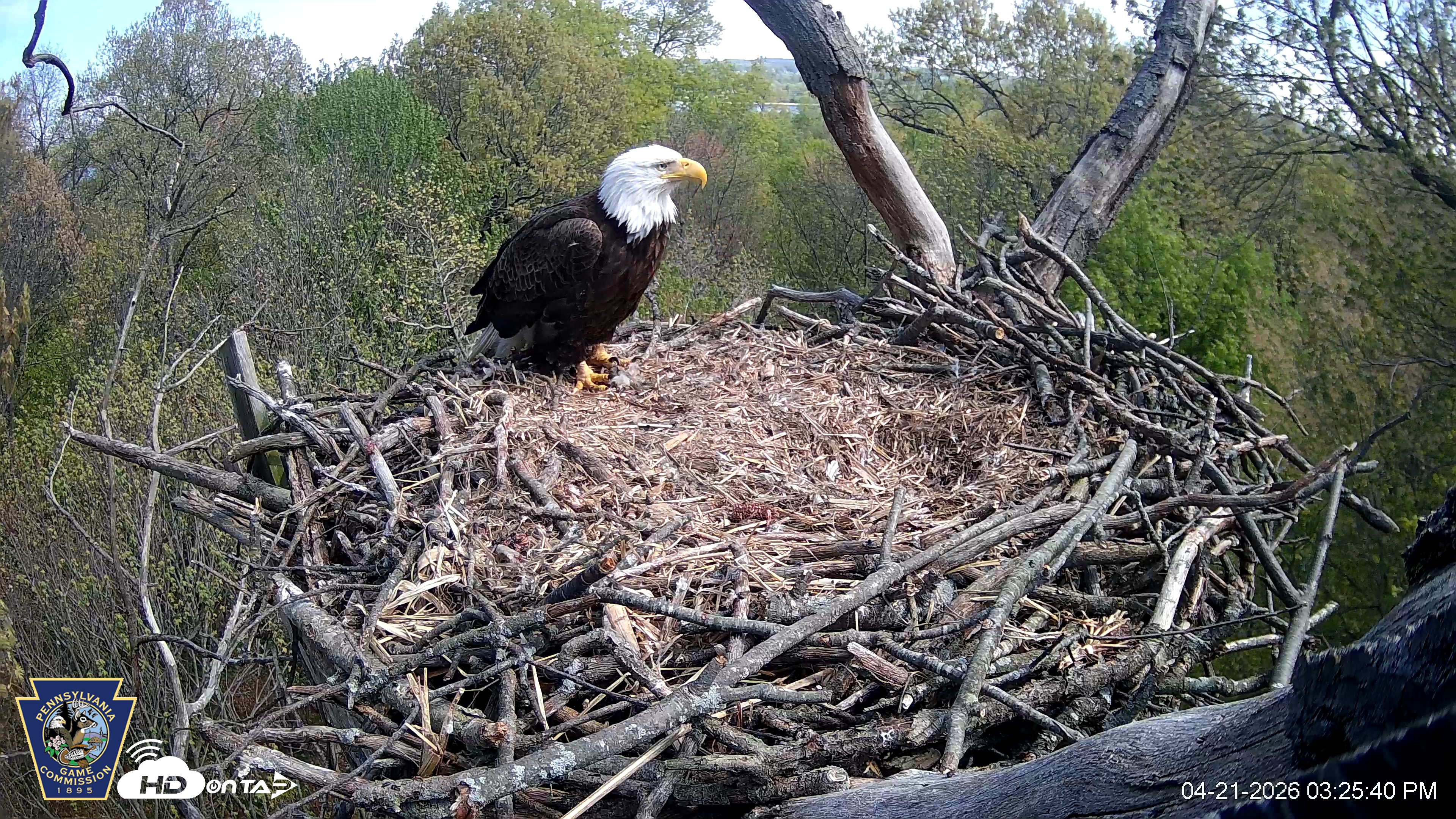 Snapshot of Hanover Eagles Live Cam taken Apr 21, 2026, 3:26pm EDT